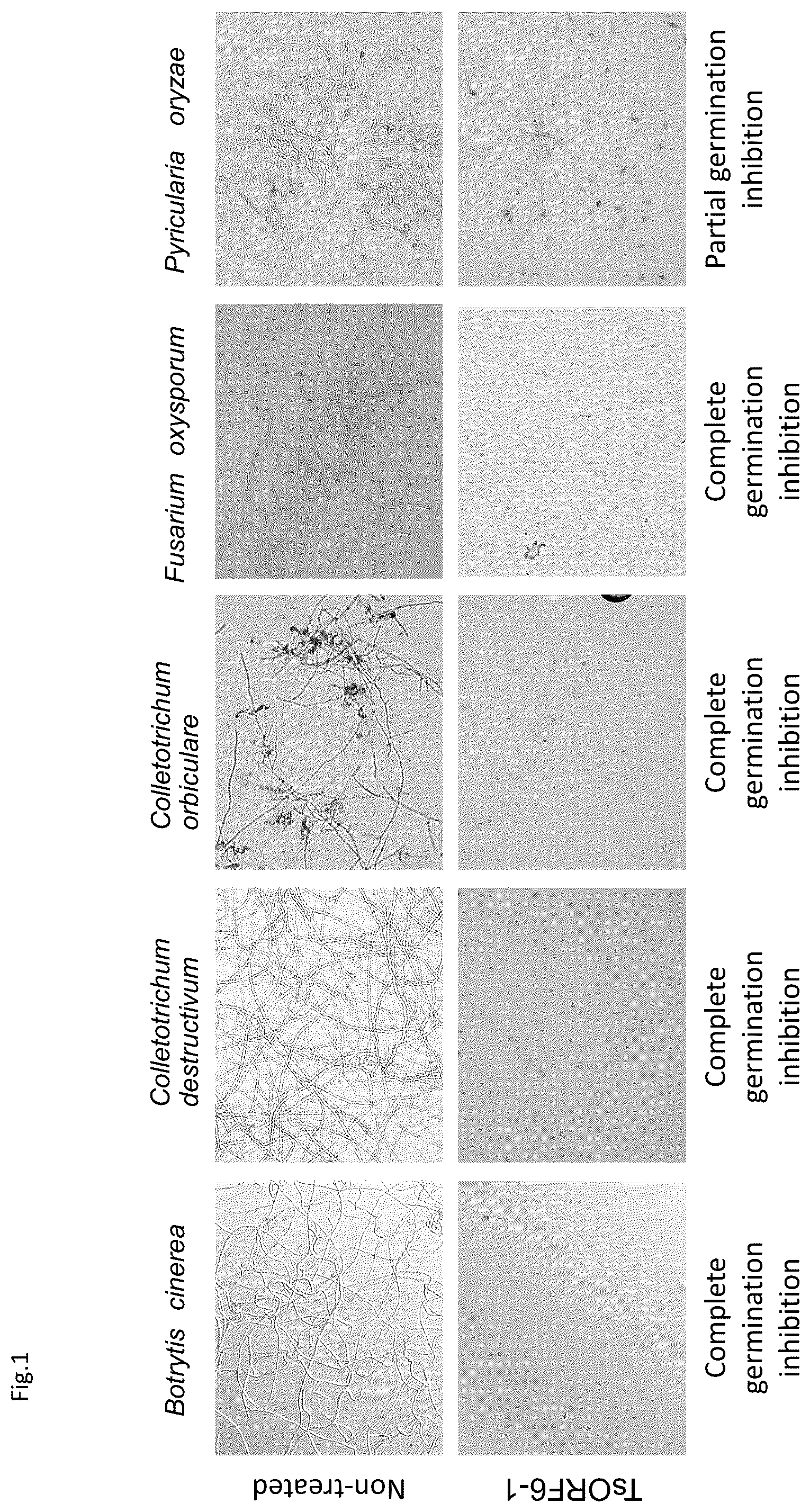 Patent US12396461 — Functional peptides having antimicrobial activity against phytopathogenic microorganisms — Figure 1