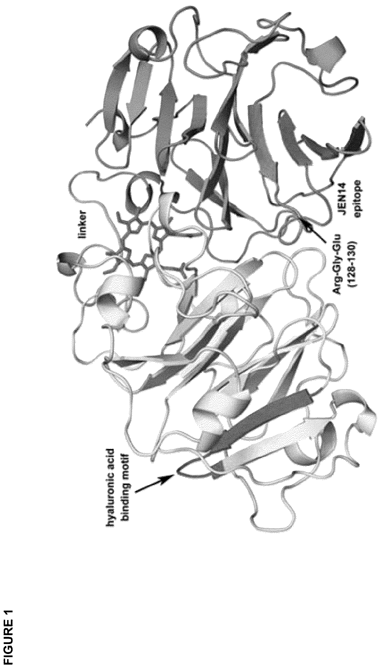 Patent US12396943 — Hemopexin formulations — Figure 1