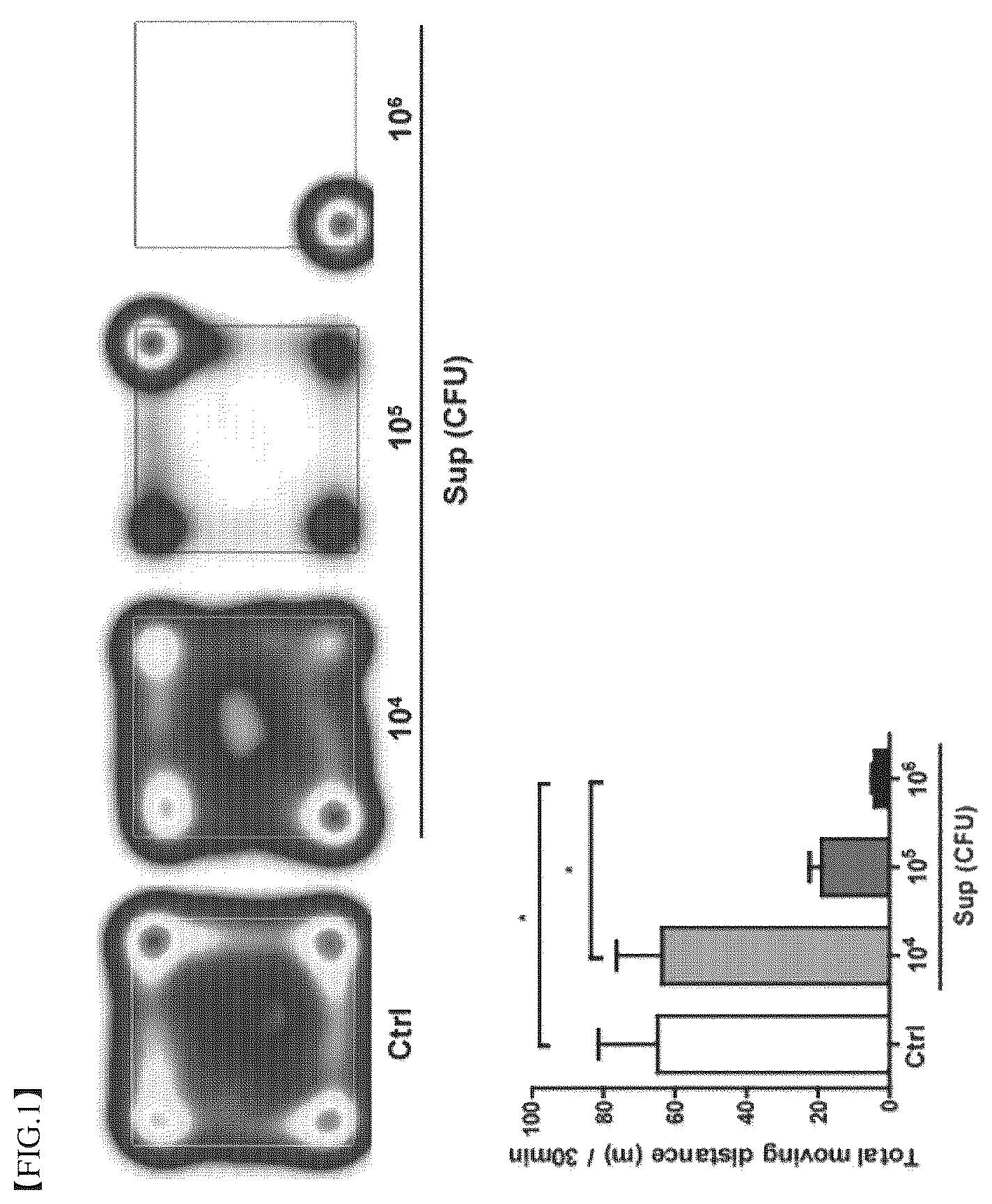 Patent US12396977 — Composition for treating degenerative brain diseases, containing 2-pentylfuran as active ingredient — Figure 1