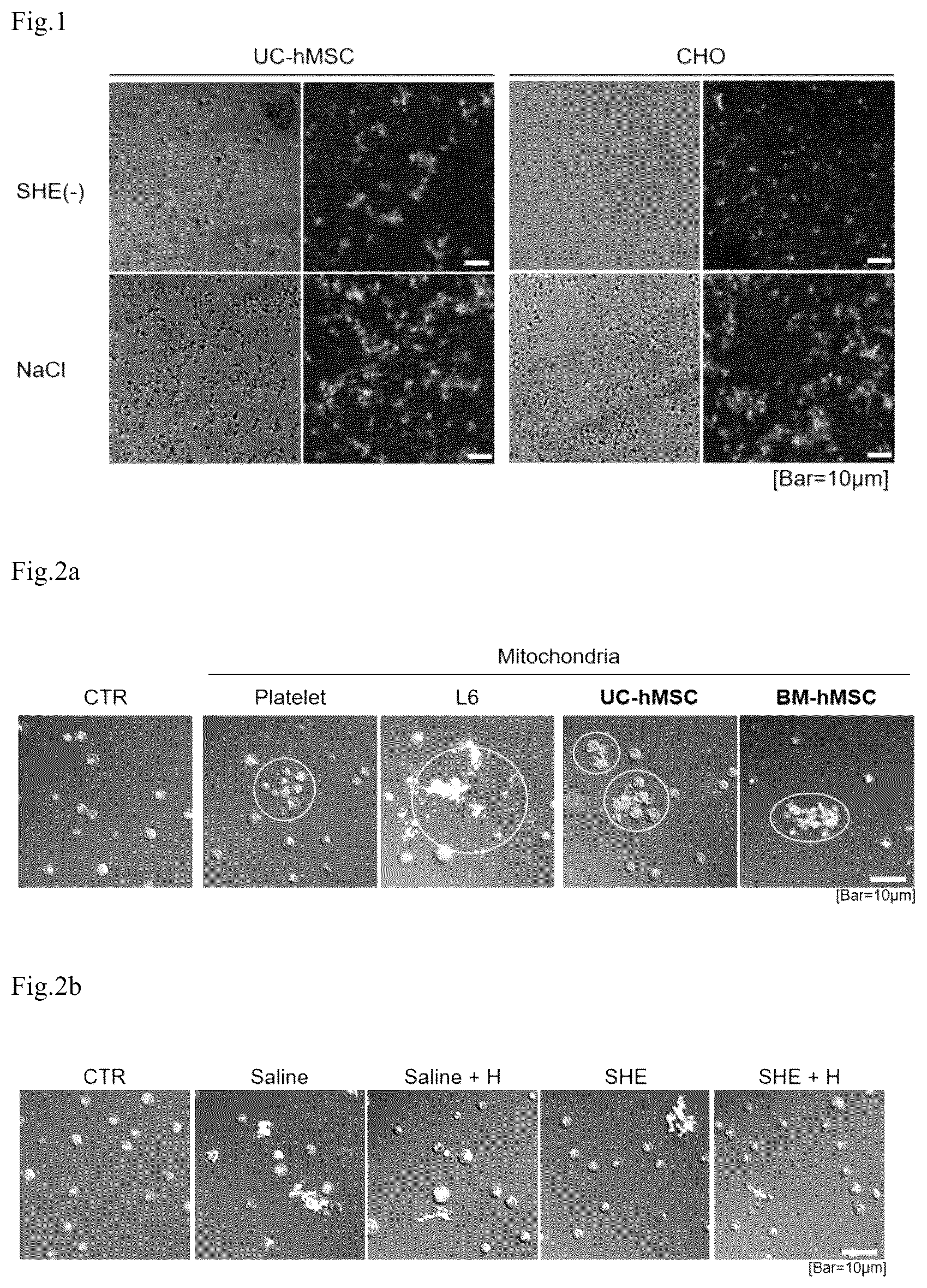 Patent US12403160 — Injection composition containing isolated mitochondria, and use thereof — Figure 1