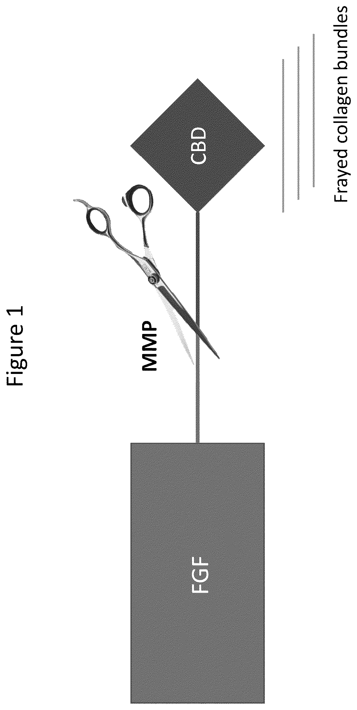 Patent US12403179 — Release of growth factors at wound healing stages — Figure 1