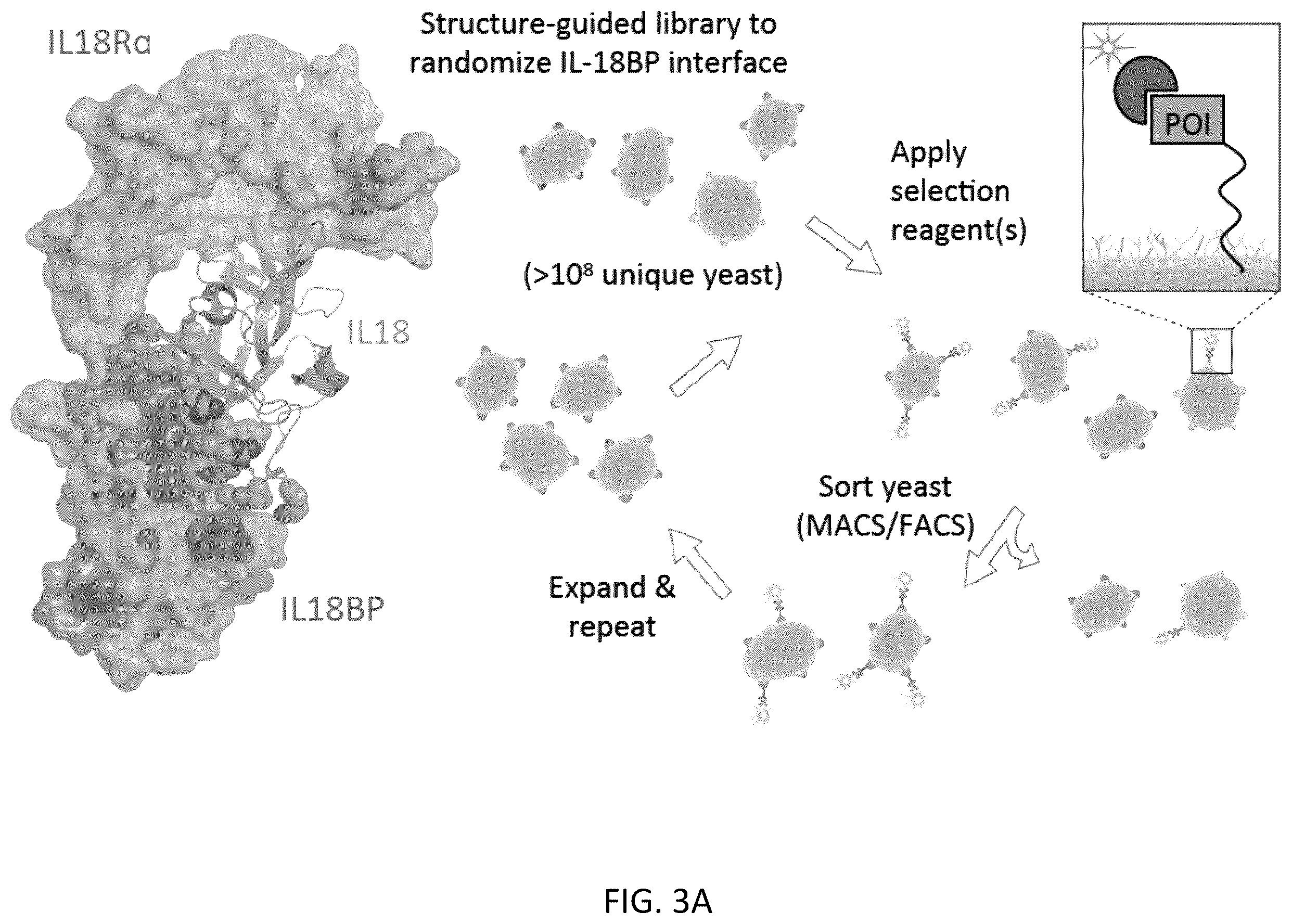Patent US12403180 Figure 4 – Interleukin-18 variants and methods of use