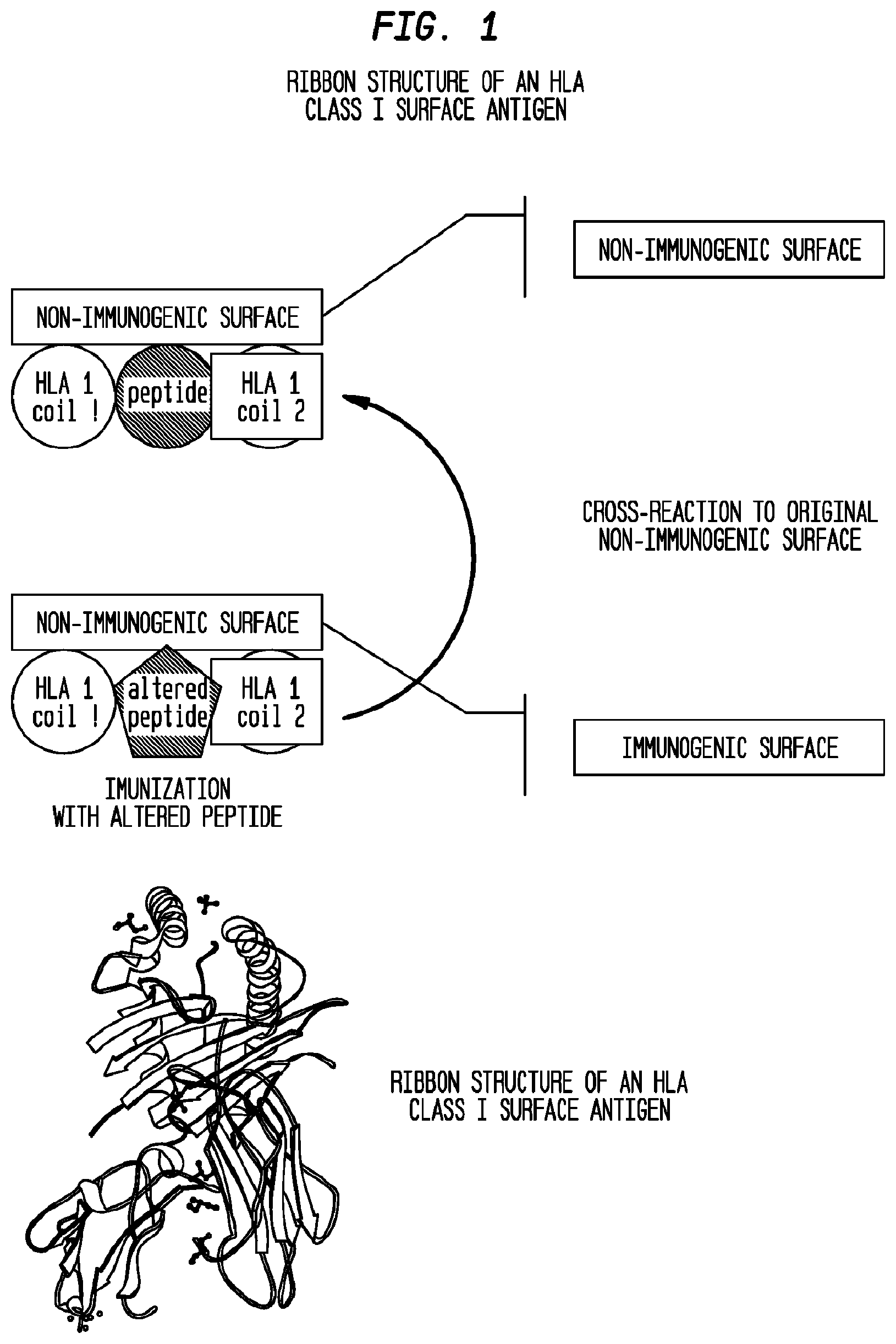 Patent US12403186 — Allogeneic tumor cell vaccine — Figure 1