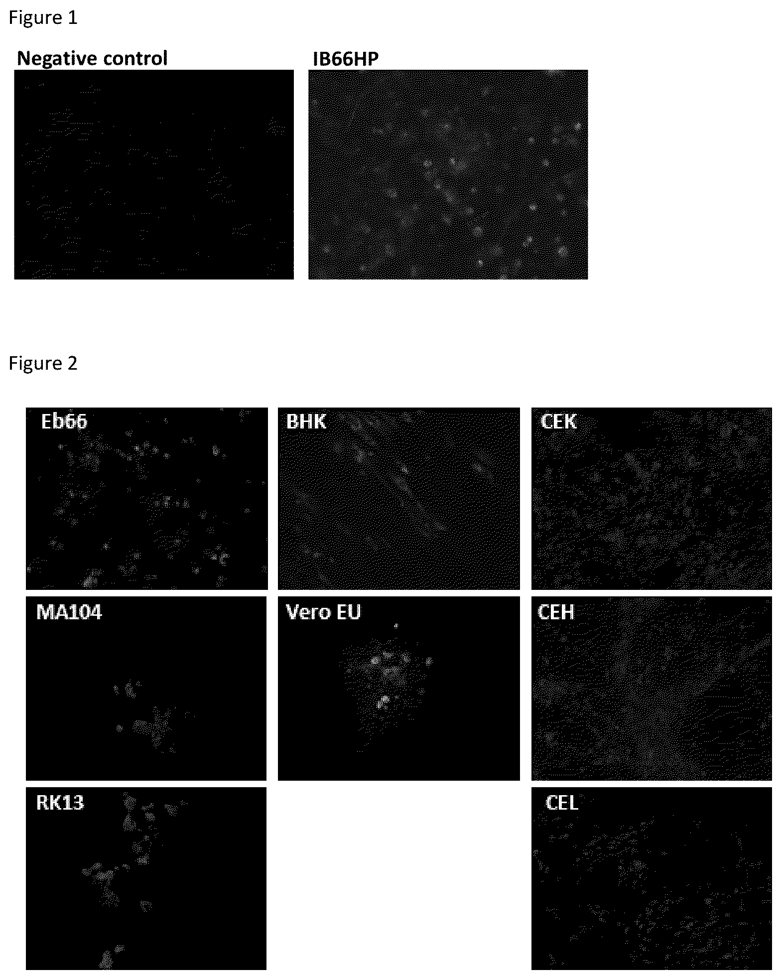 Patent US12403191 — Attenuated IBV with extended cell culture and tissue tropism — Figure 1
