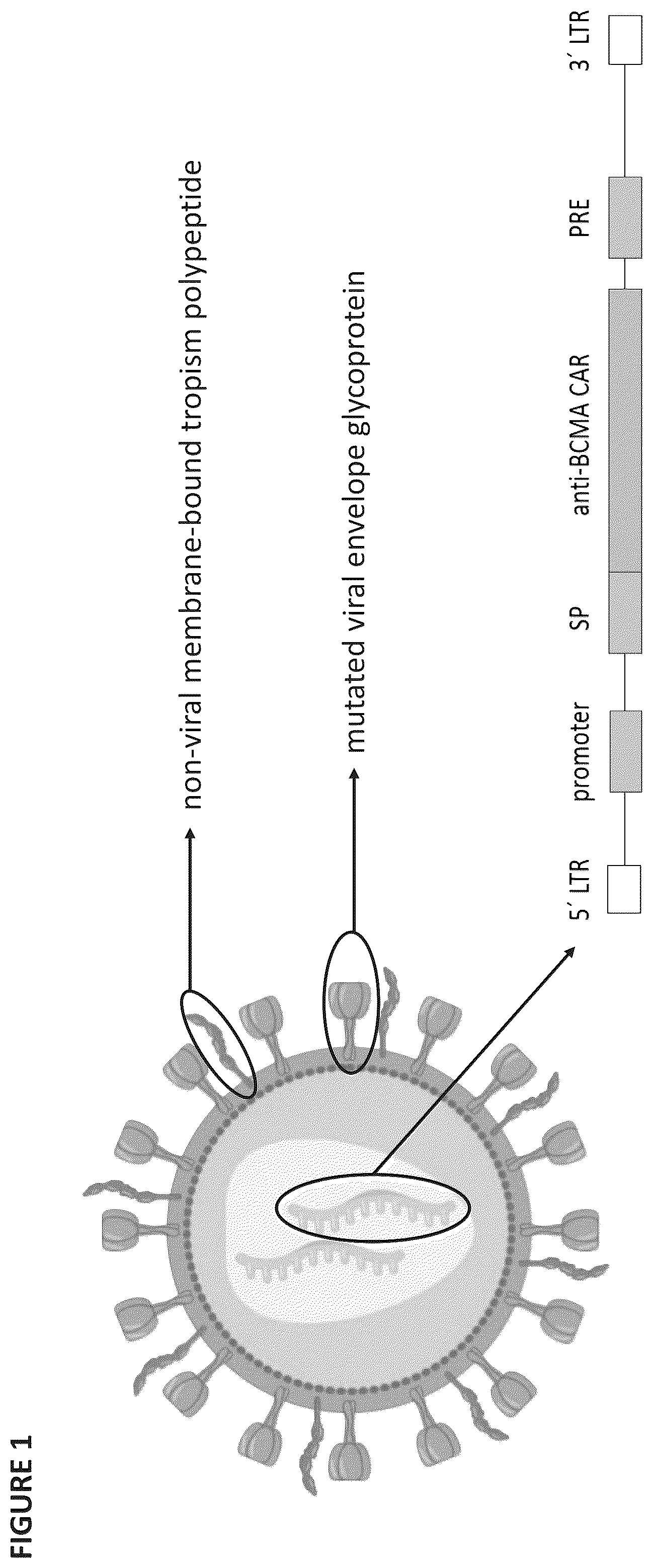 Patent US12403194 — Compositions for treating cancer — Figure 1