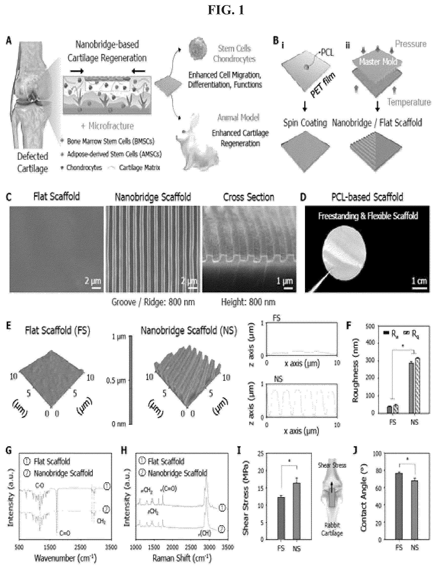 Patent US12403220 — Scaffolds for cartilage regeneration and method for treatment of cartilage defects using the same — Figure 1