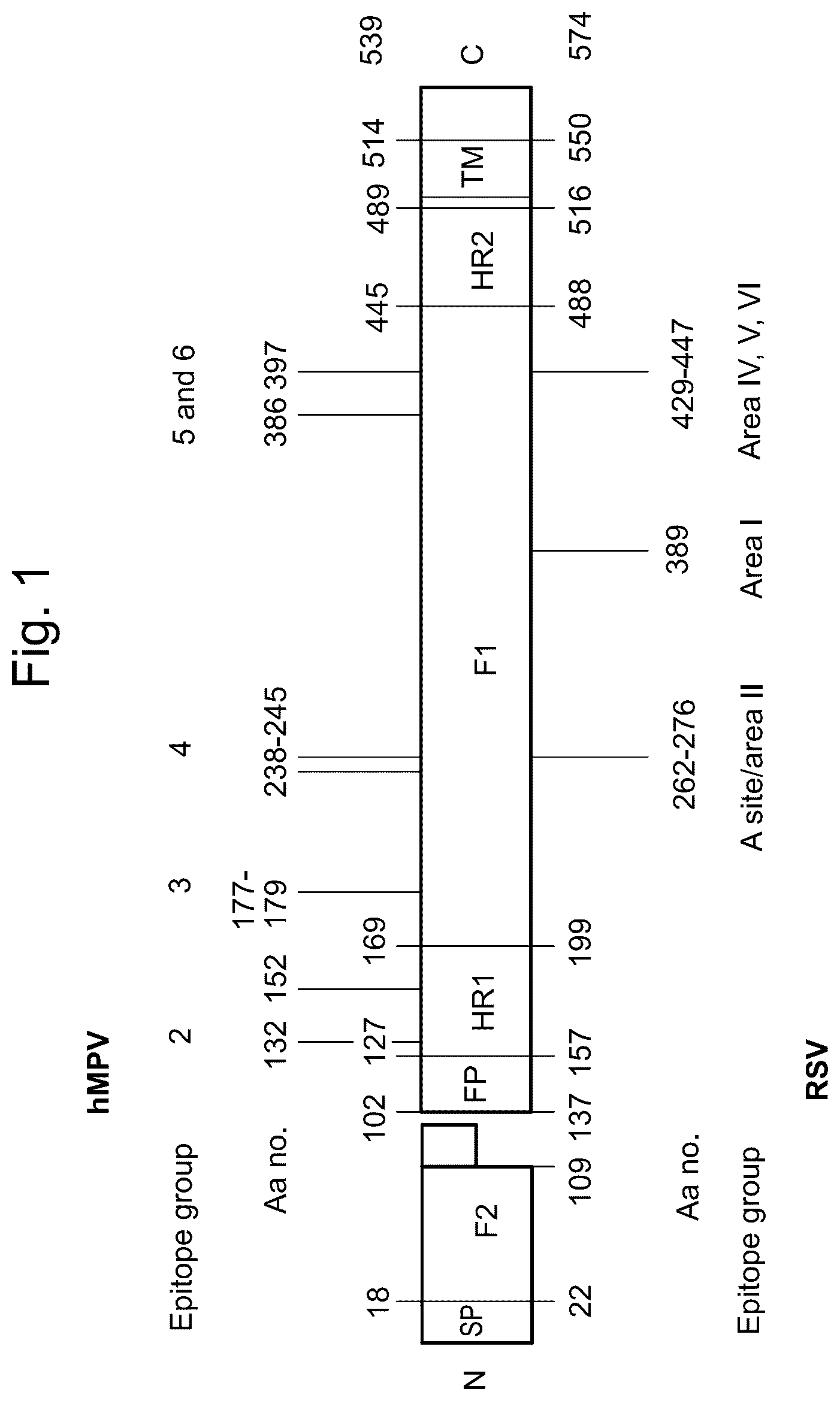Patent US12403335 — Betacoronavirus MRNA vaccines — Figure 1