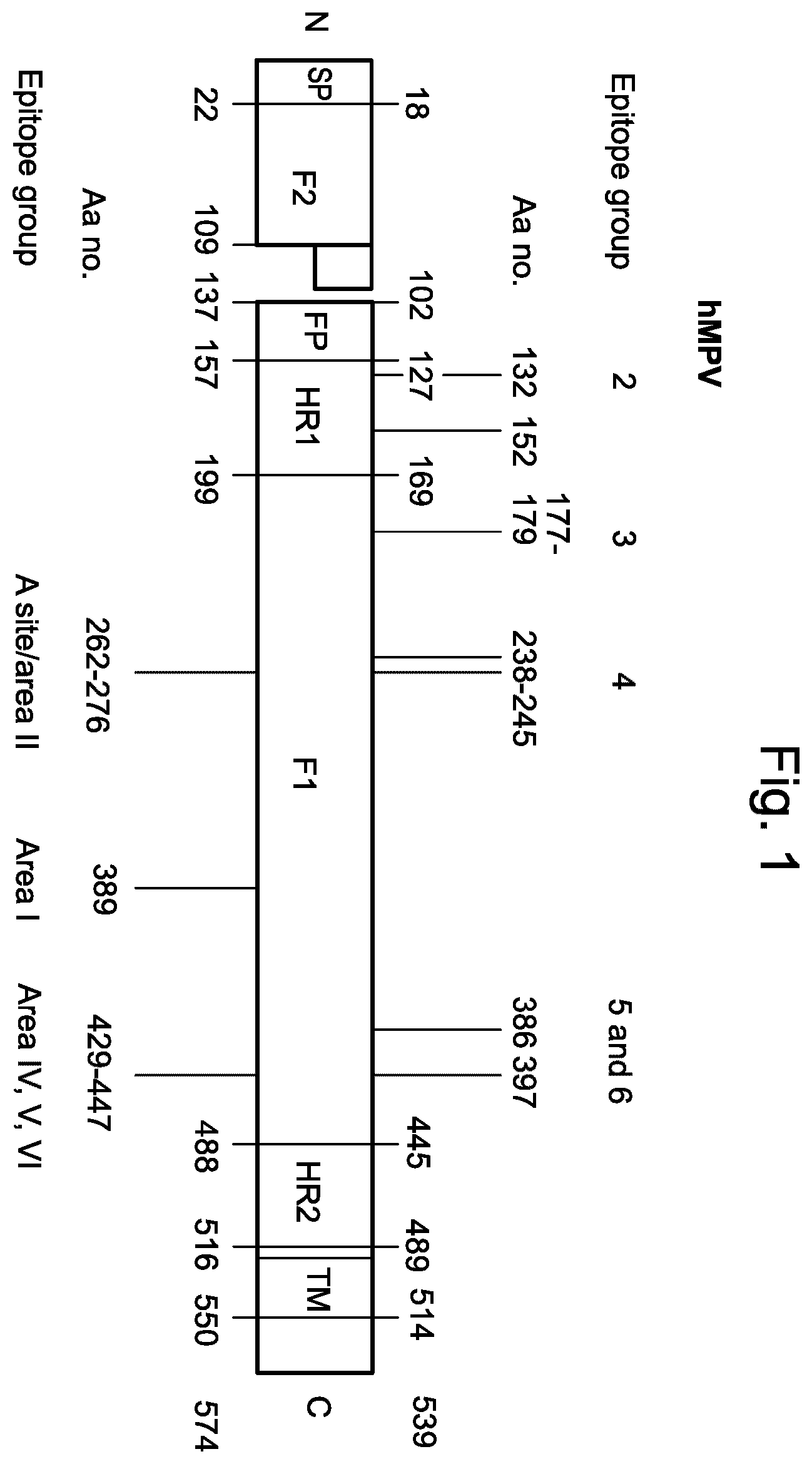 Patent US12403336 — Betacorona virus mRNA vaccines — Figure 1
