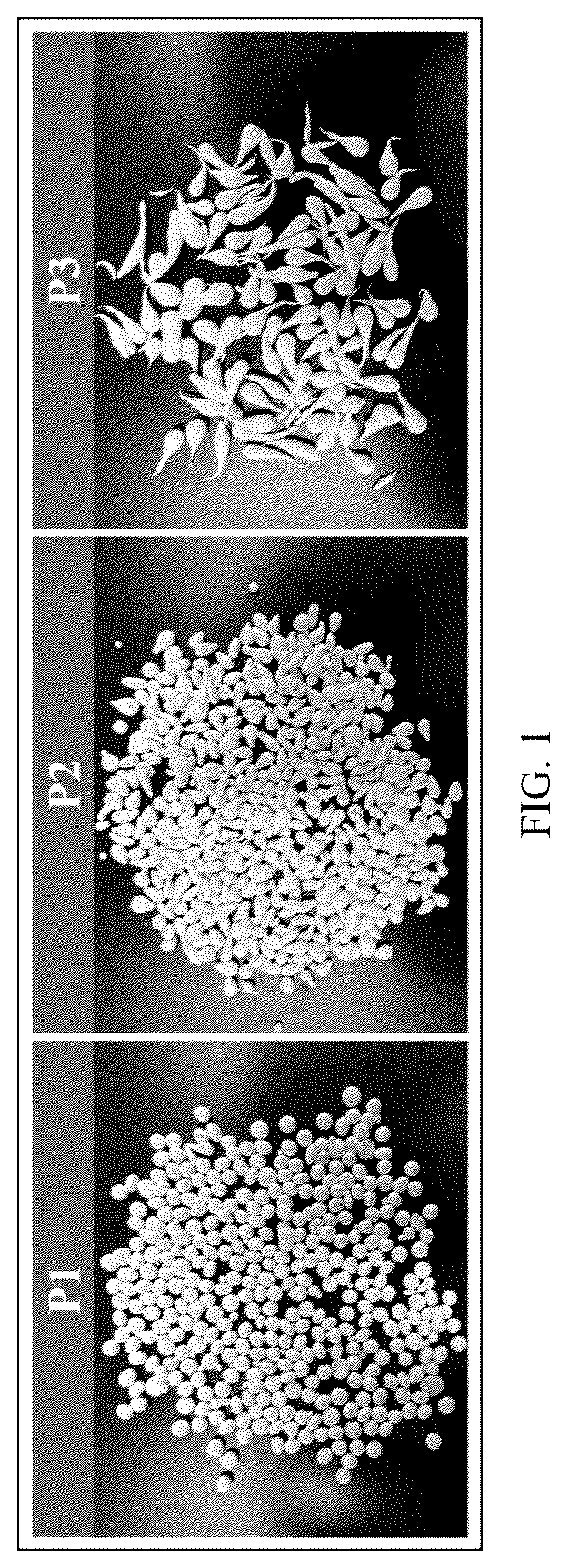 Patent US12403450 — Denitrification and dephosphorization composite filler, preparation method and application — Figure 1