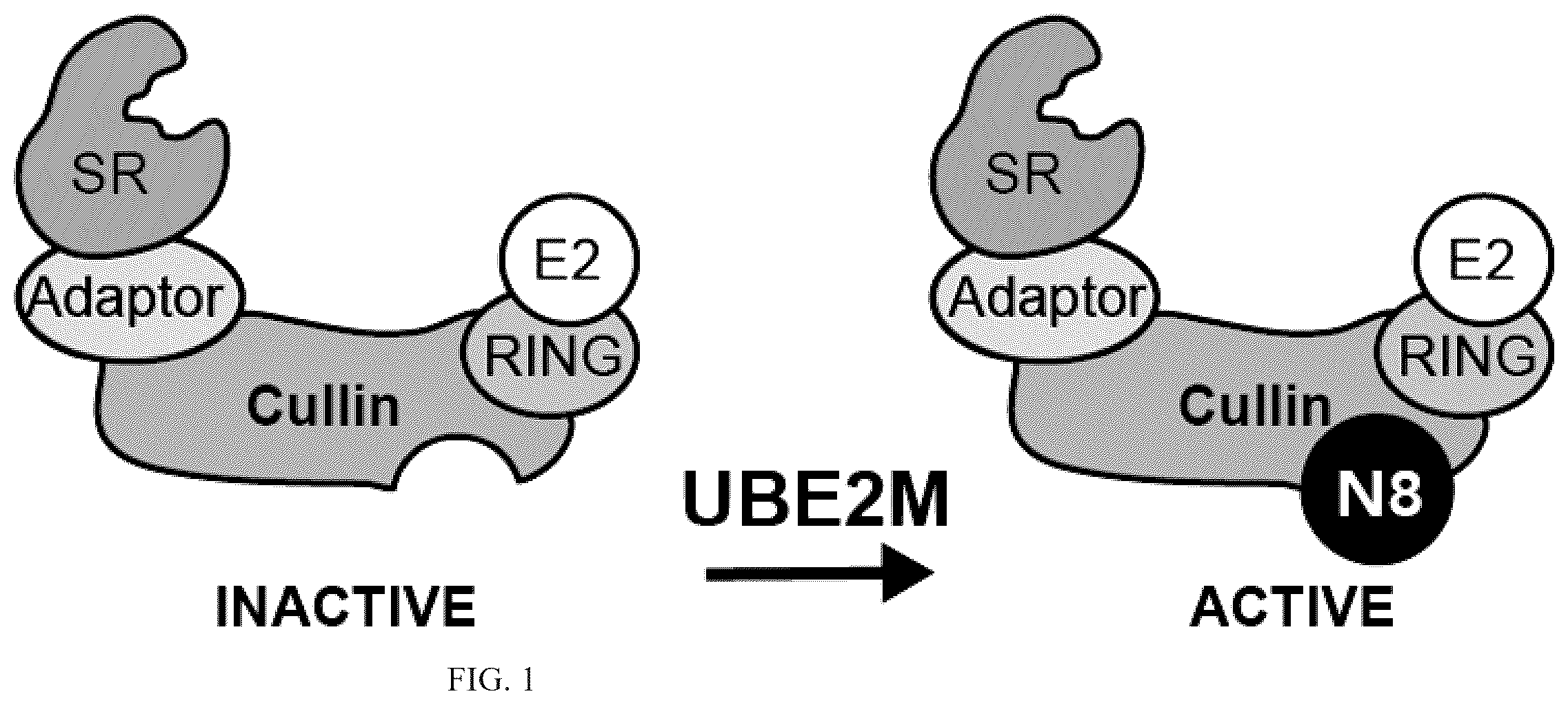 Patent US12410152 — Oxazole and thioazole-type cullin ring ubiquitin ligase compounds and uses thereof — Figure 1
