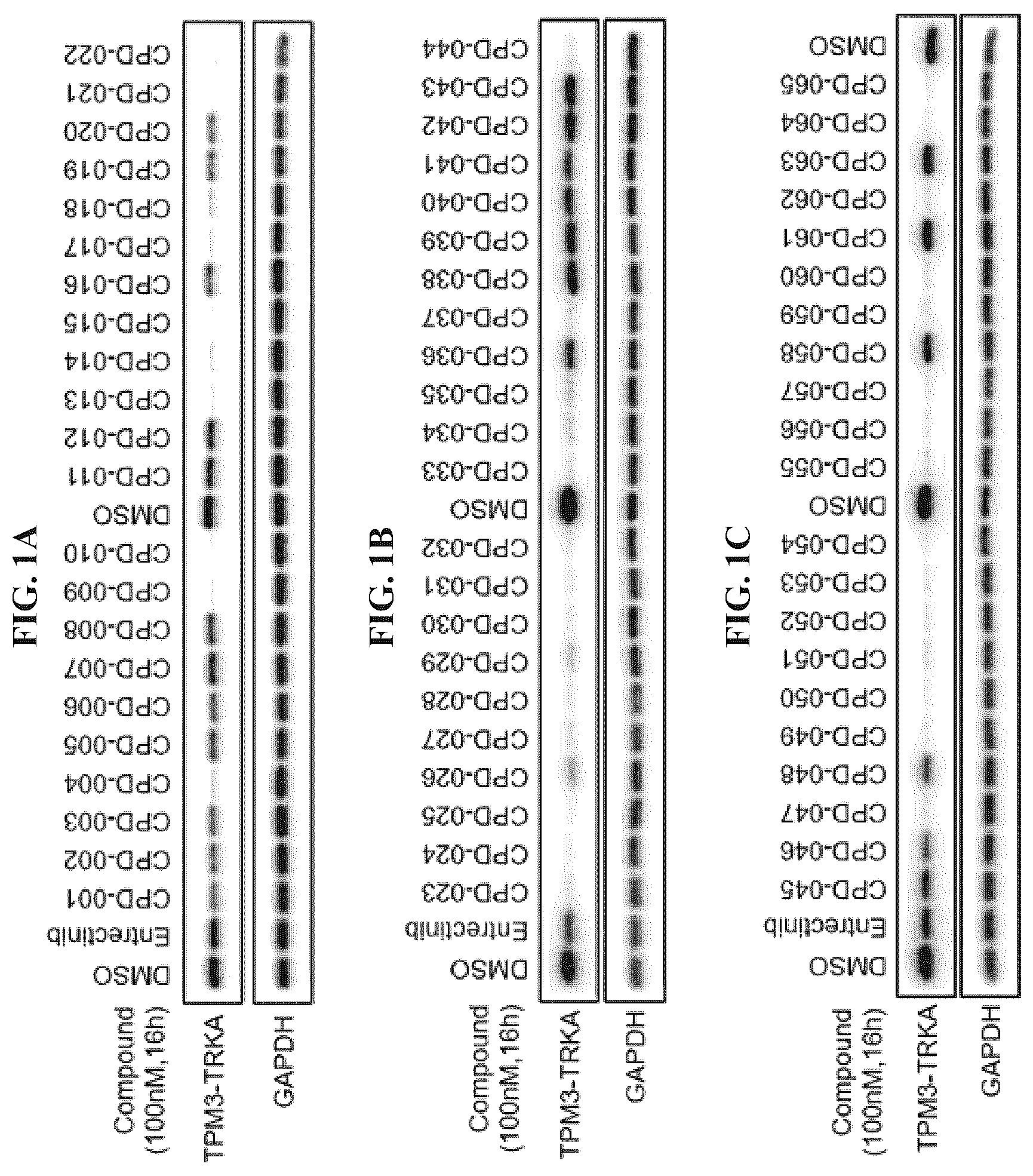 Patent US12410171 — Tropomyosin receptor kinase (TRK) degradation compounds and methods of use — Figure 1