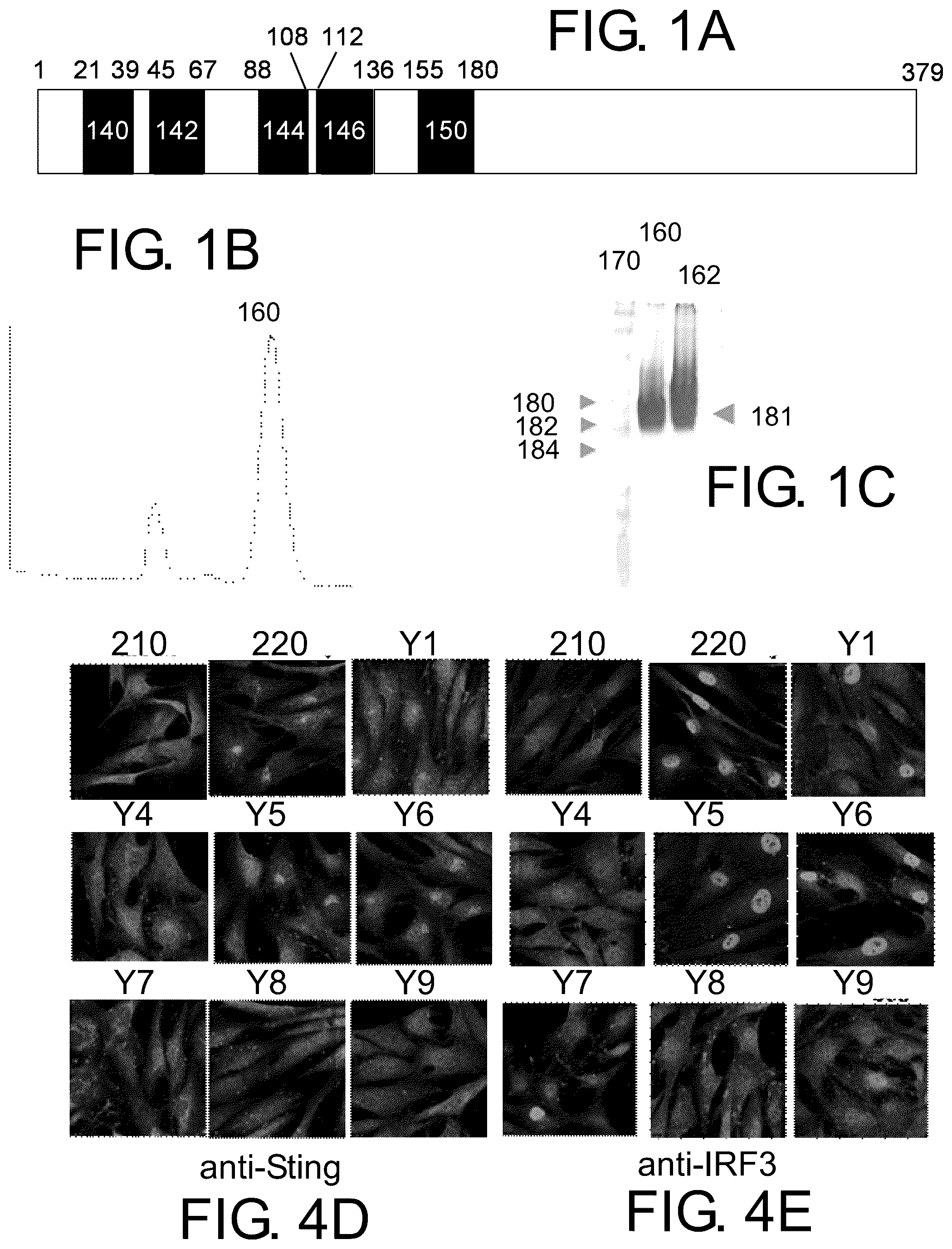 Patent US12410174 — Small molecular inhibitors of sting signaling compositions and methods of use — Figure 1