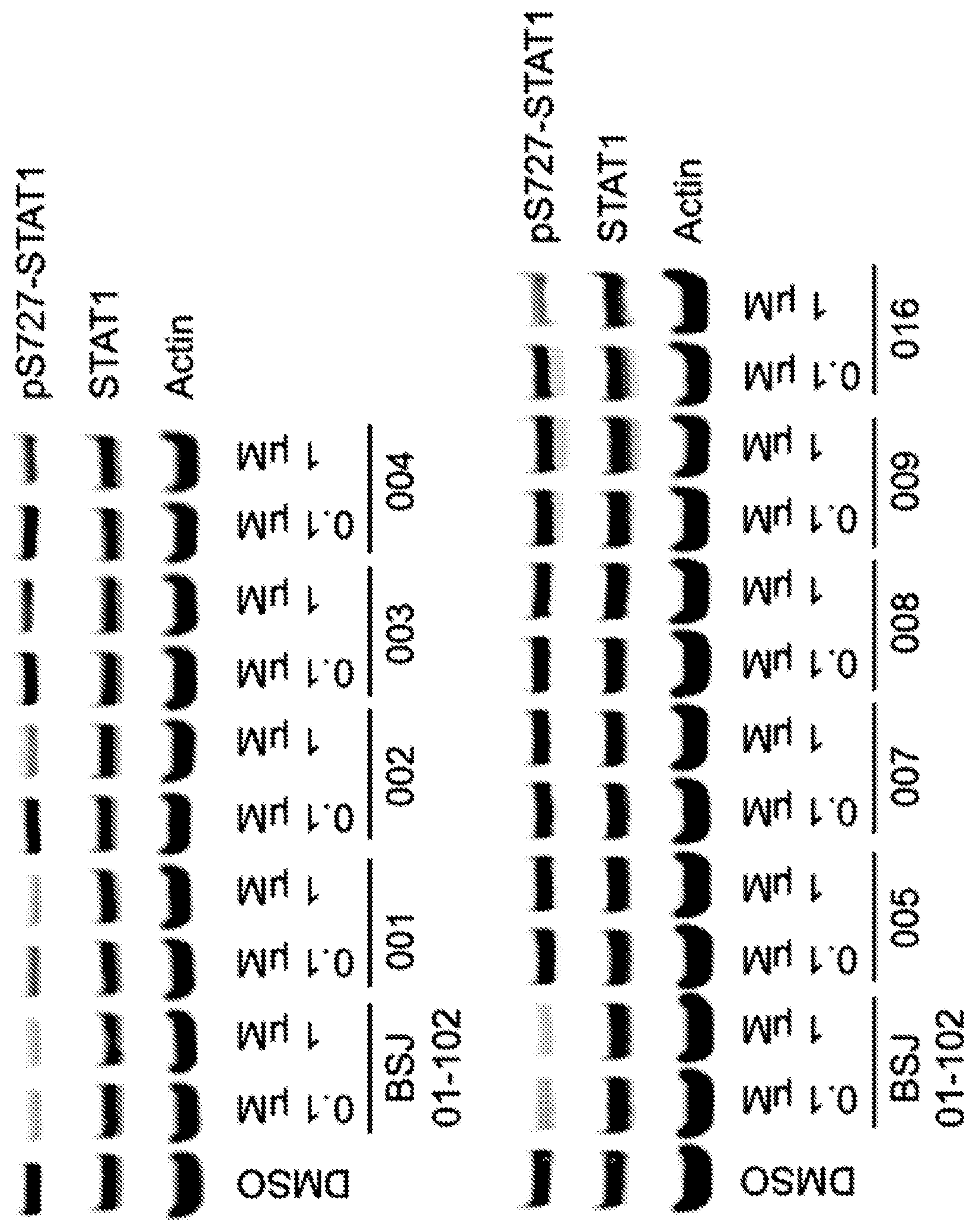 Patent US12410194 — Potent and selective azaindole inhibitors of CDK8 and CDK19 — Figure 1