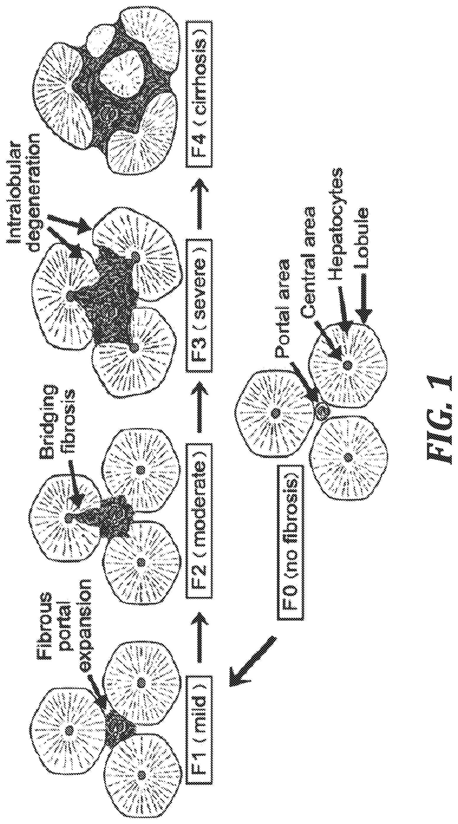 Patent US12410211 — V1A receptor partial agonist and method of use — Figure 1