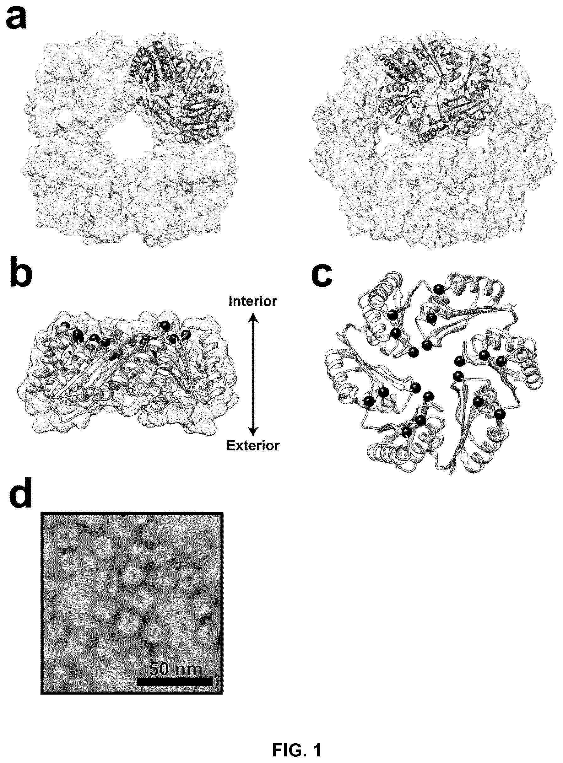 Patent US12410213 — Polypeptides self-assembling into nanoparticles — Figure 1