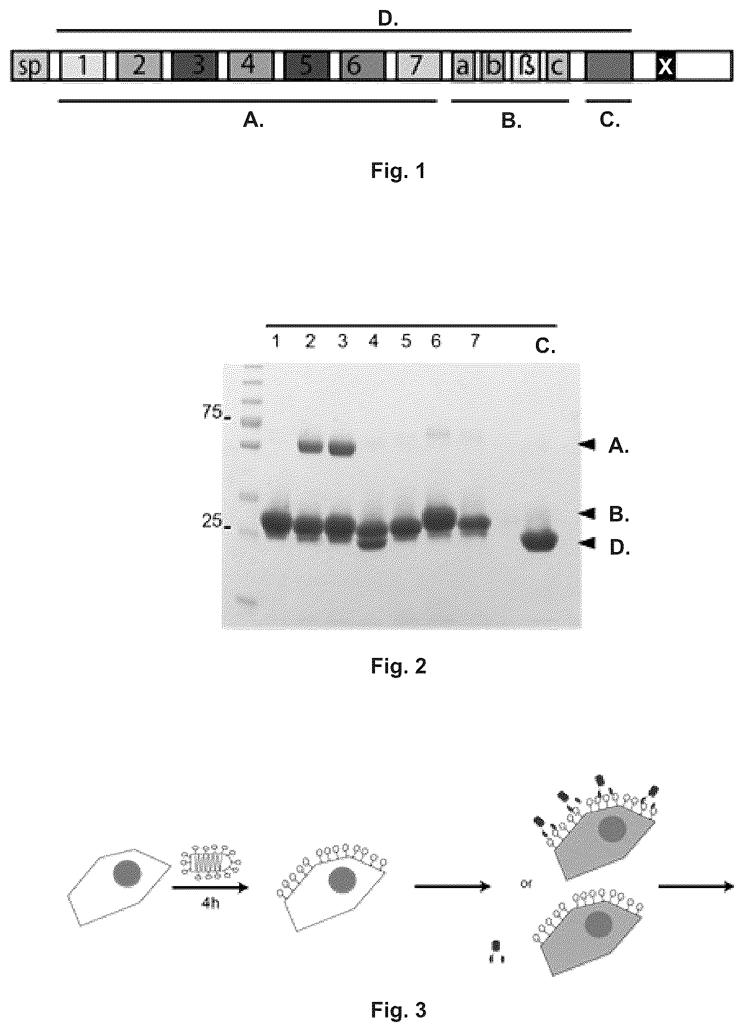 Patent US12410216 — Mutated glycoprotein of vesicular stomatitis virus — Figure 1