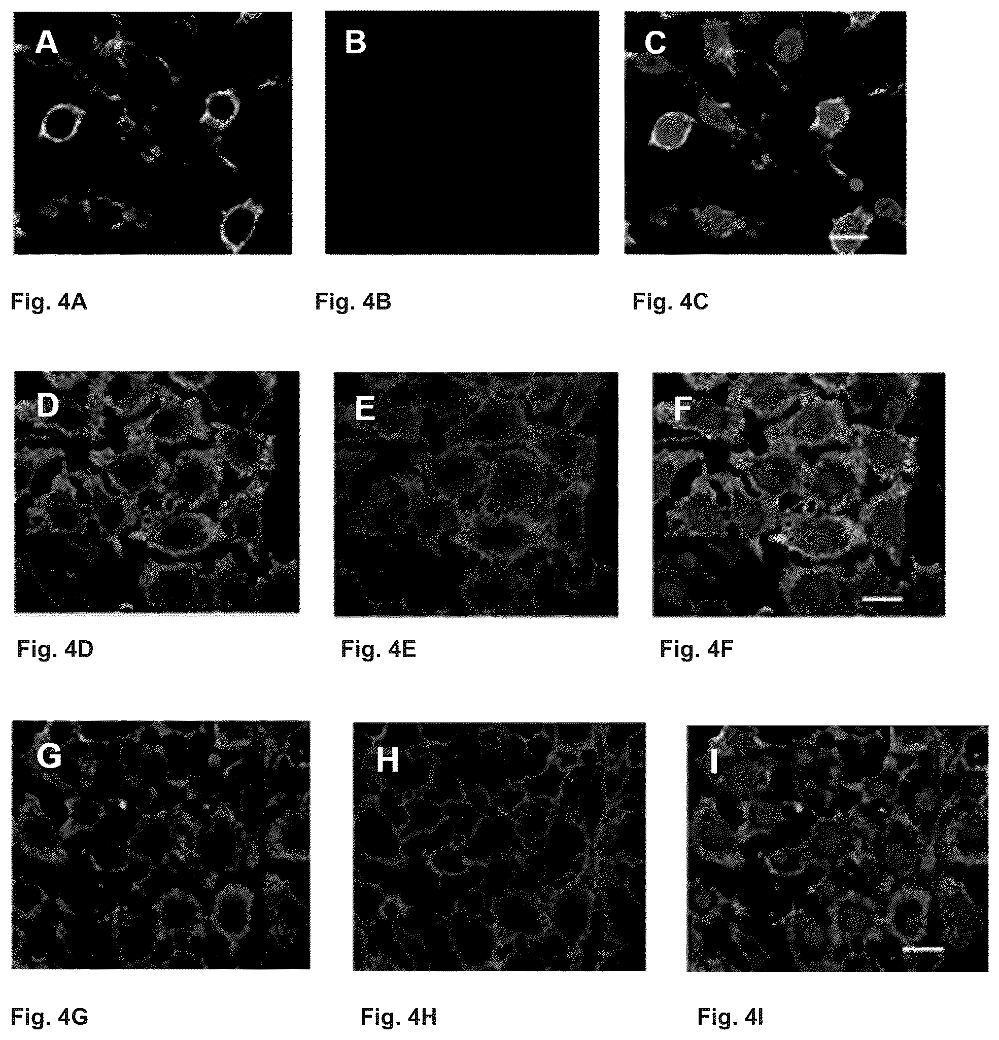 Patent US12410216 Figure 2 – Mutated glycoprotein of vesicular stomatitis virus