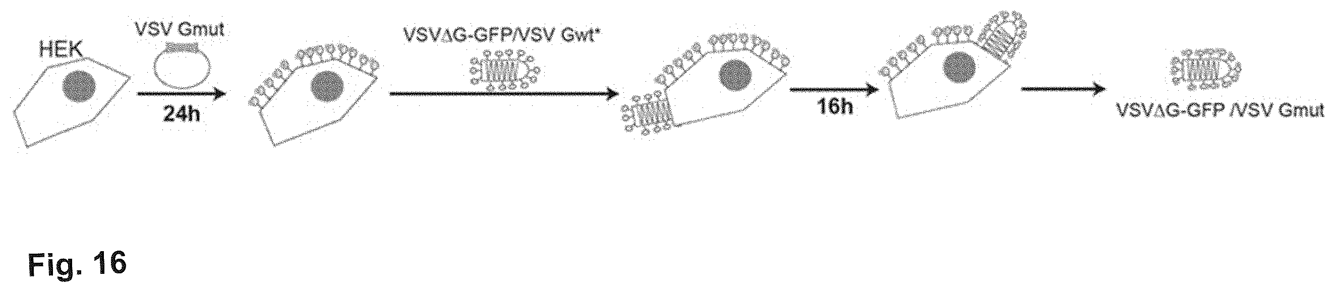 Patent US12410216 Figure 10 – Mutated glycoprotein of vesicular stomatitis virus