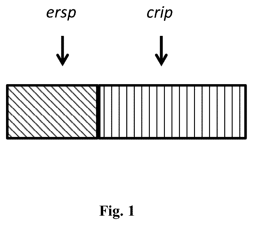 Patent US12410218 — Insecticidal peptide production and combination of cysteine rich peptides — Figure 1
