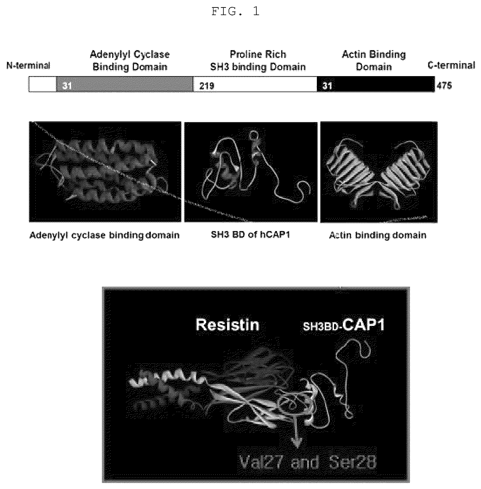 Patent US12410219 — Polypeptide derived from CAP1 and pharmaceutical composition comprising same as effective ingredient — Figure 1