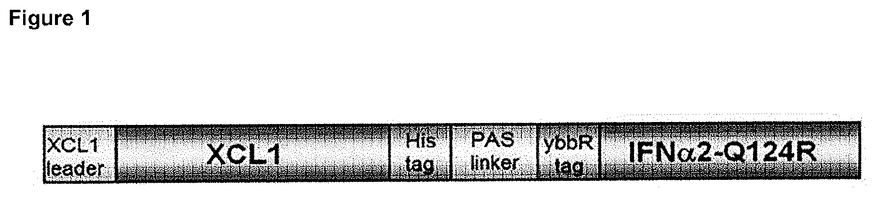 Patent US12410222 — Fusokines involving cytokines with strongly reduced receptor binding affinities — Figure 1