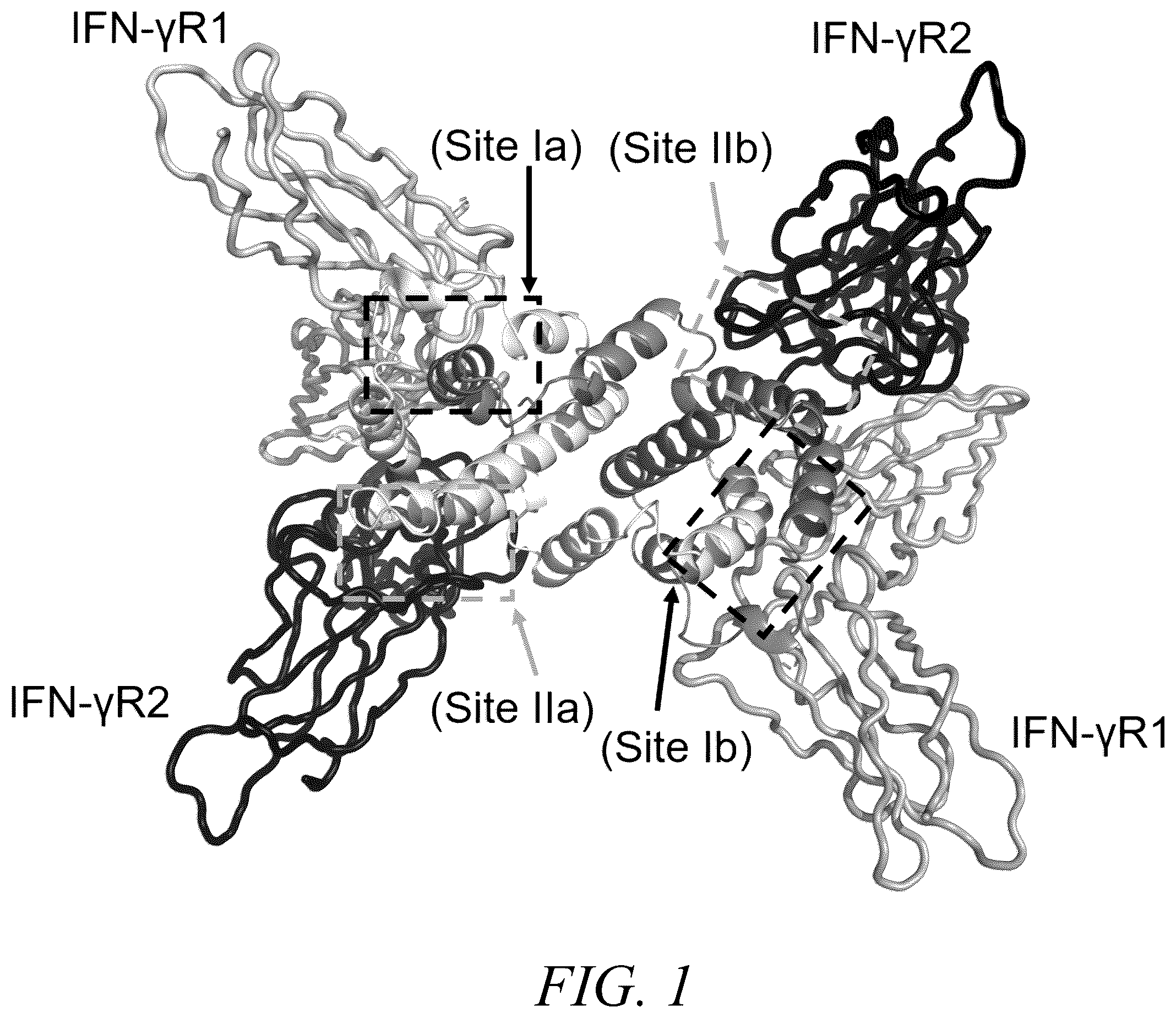 Patent US12410226 — Interferon-gamma biased agonists — Figure 1