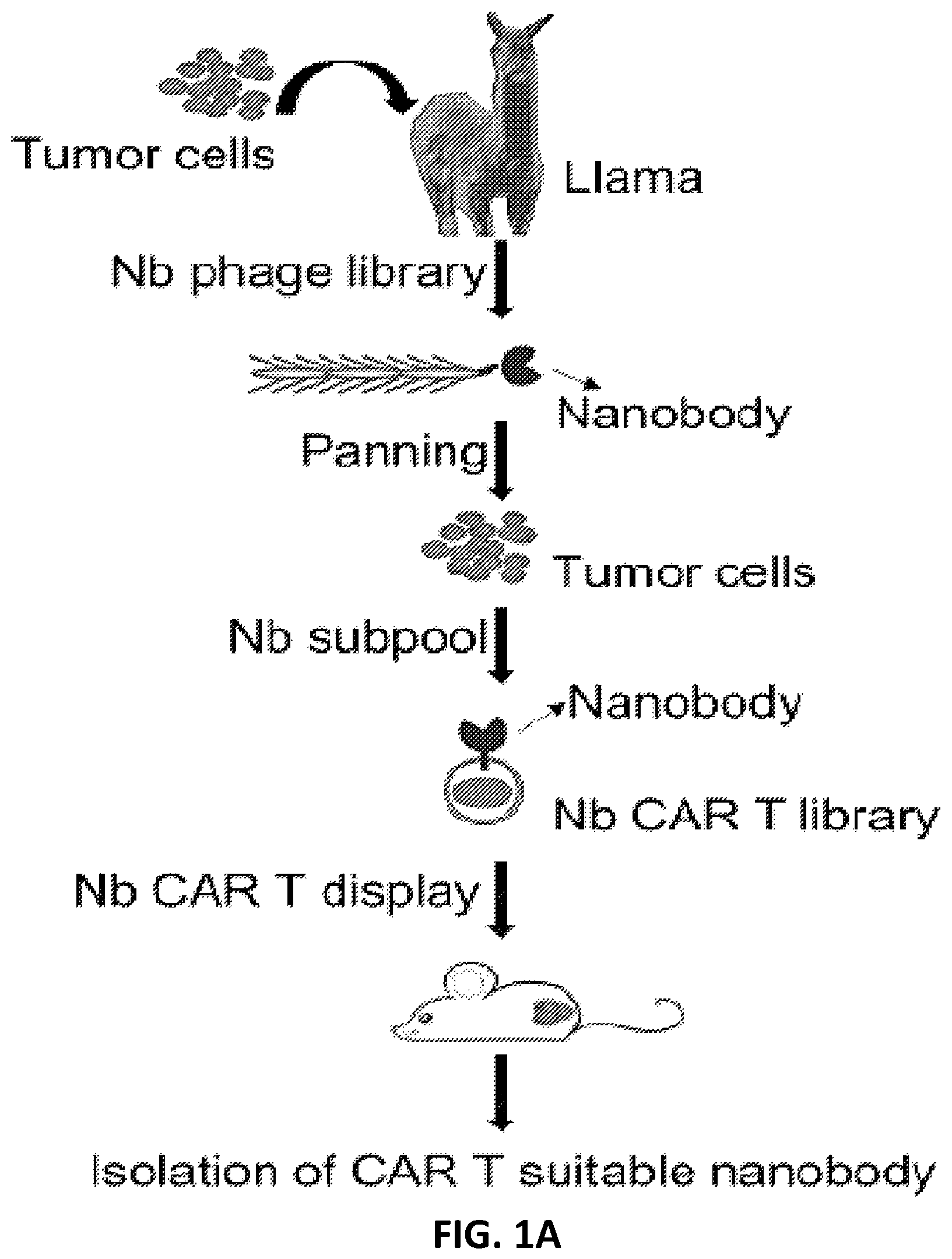 Patent US12410234 — Compositions and methods for retrieving tumor-related antibodies and antigens — Figure 1