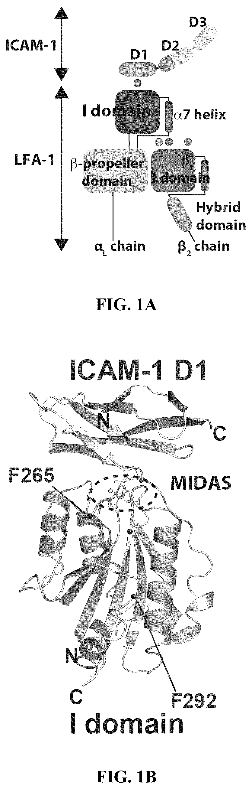 Patent US12410235 — I domain chimeric antigen receptor specific to ICAM-1 — Figure 1