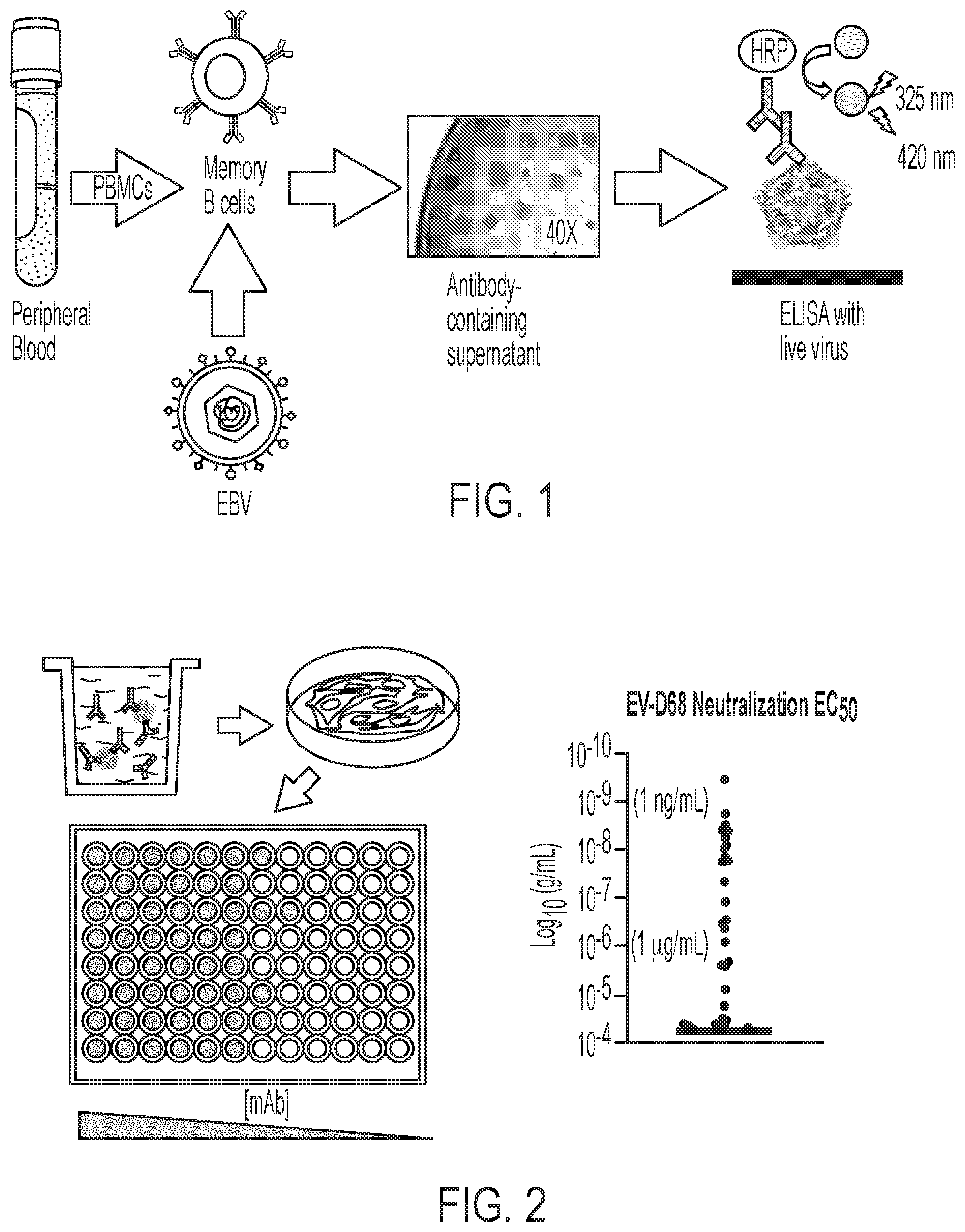 Patent US12410241 — Human monoclonal antibodies to enterovirus D68 — Figure 1