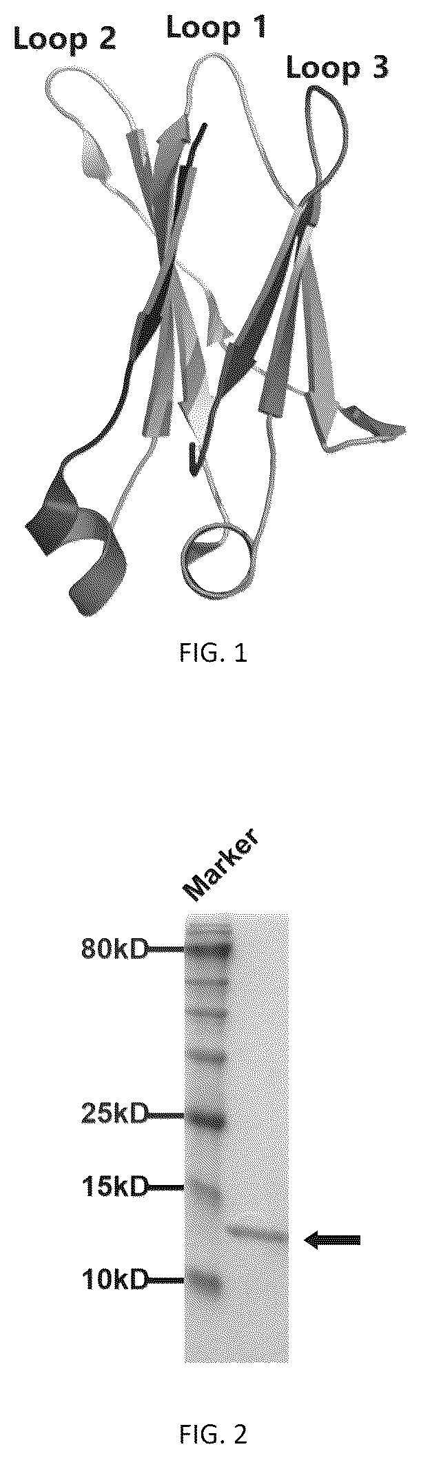 Patent US12410242 — C-based single domain antibody for neutralizing respiratory syncytial virus and application thereof — Figure 1