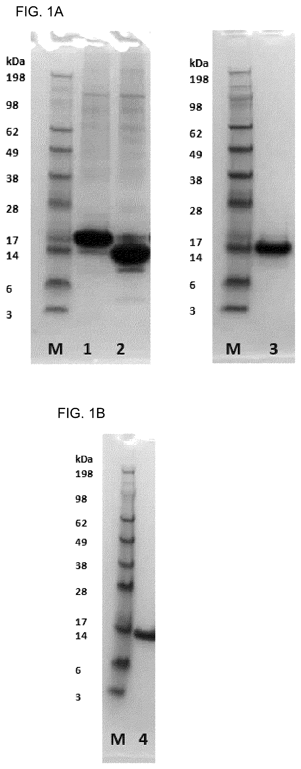 Patent US12410244 — Anti-alpha-synuclein antibodies — Figure 1