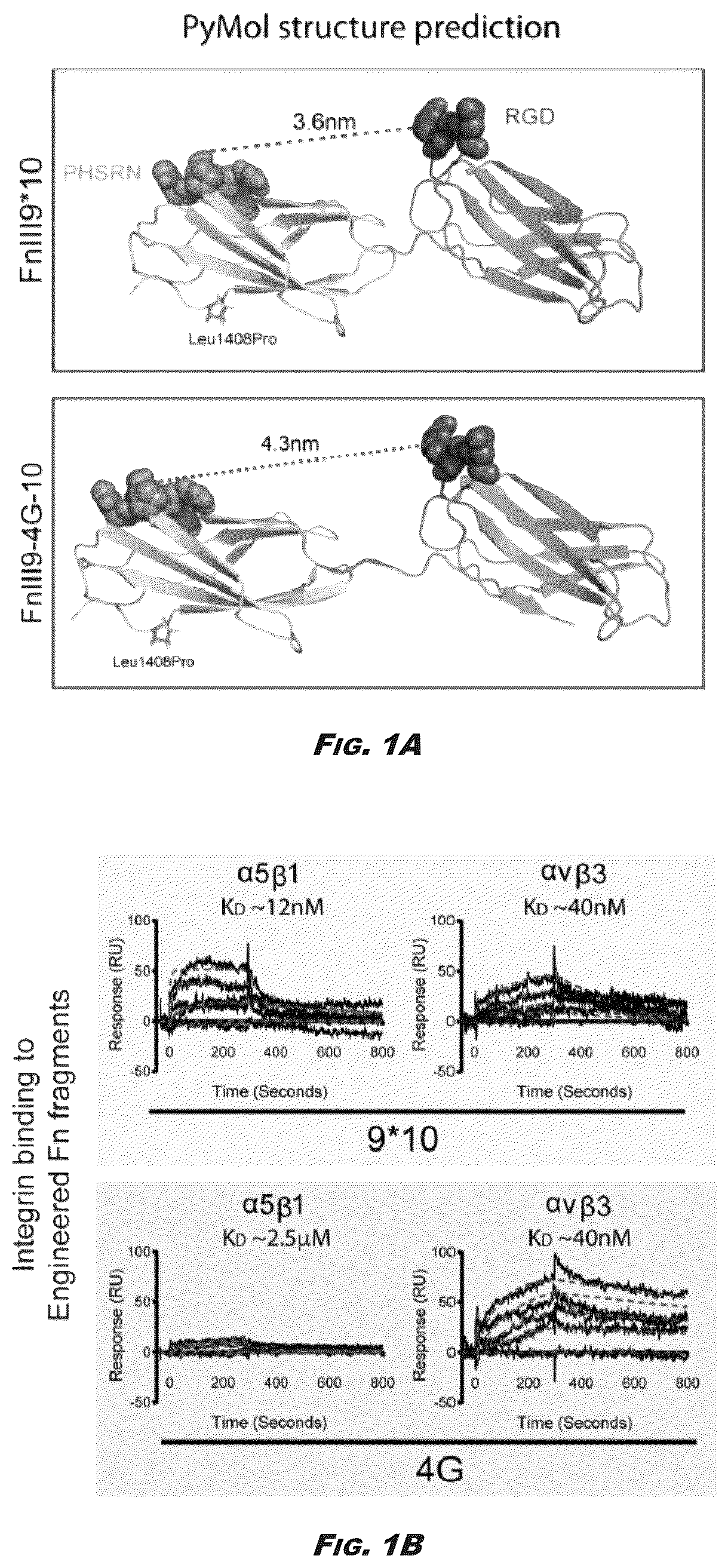 Patent US12410245 — Compositions and methods for detecting and regulating fibronectin-integrin interaction and signaling — Figure 1