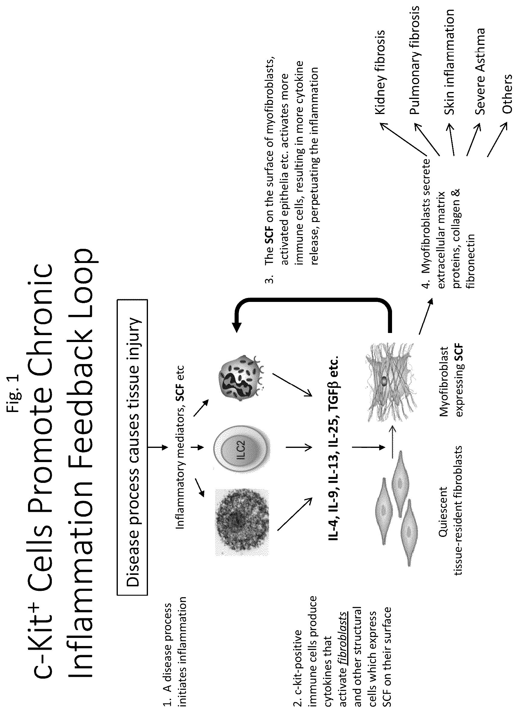 Patent US12410246 — Anti-stem cell factor antibodies and methods of blocking the interaction between SCF and c-Kit — Figure 1