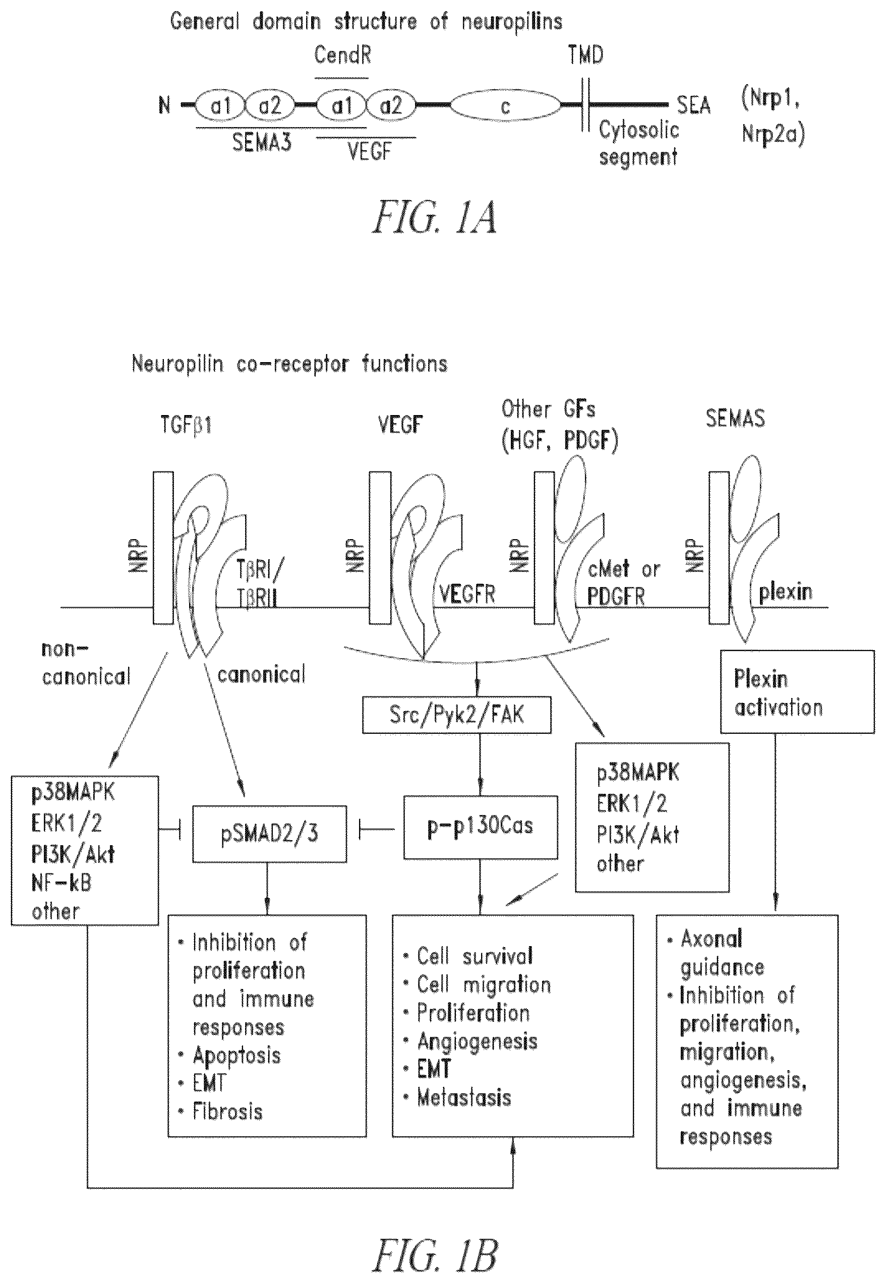 Patent US12410253 Figure 1 – Compositions comprising anti-NRP2 antibodies