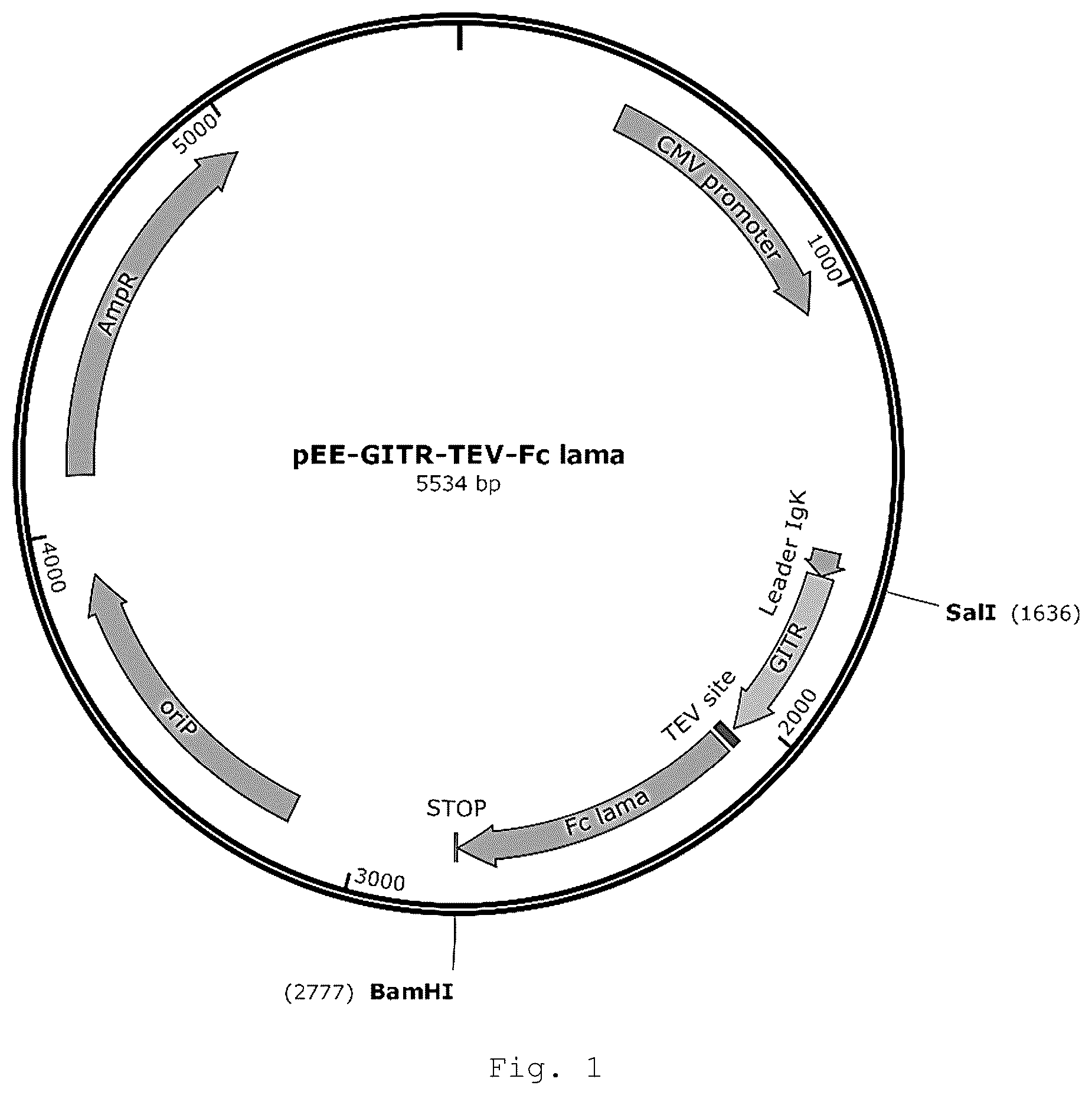 Patent US12410257 — Monoclonal antibody that binds specifically to GITR — Figure 1