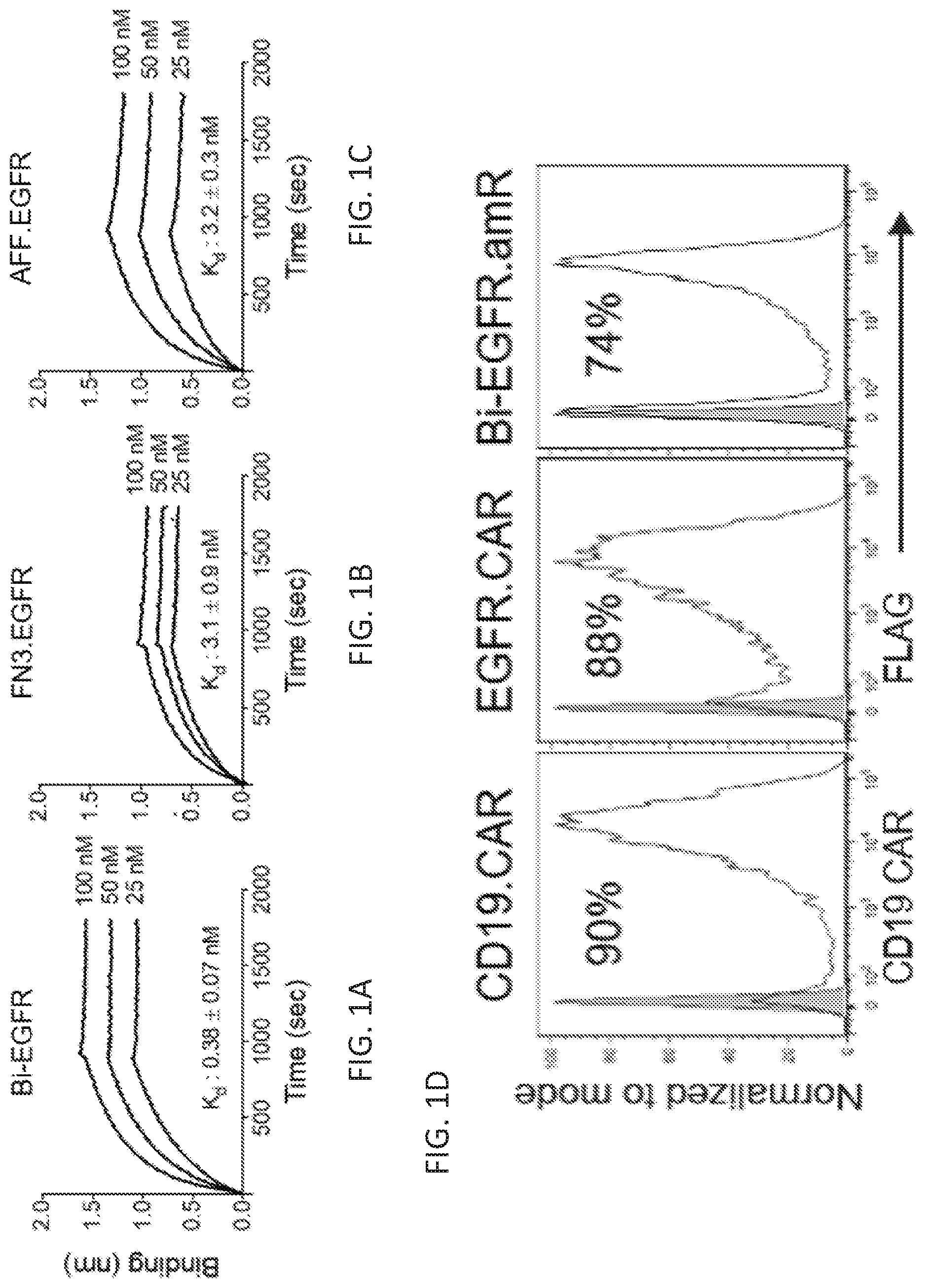 Patent US12410260 Figure 1 – Highly modular biepitopic and bispecific CAR-T cells for cancer immunotherapy