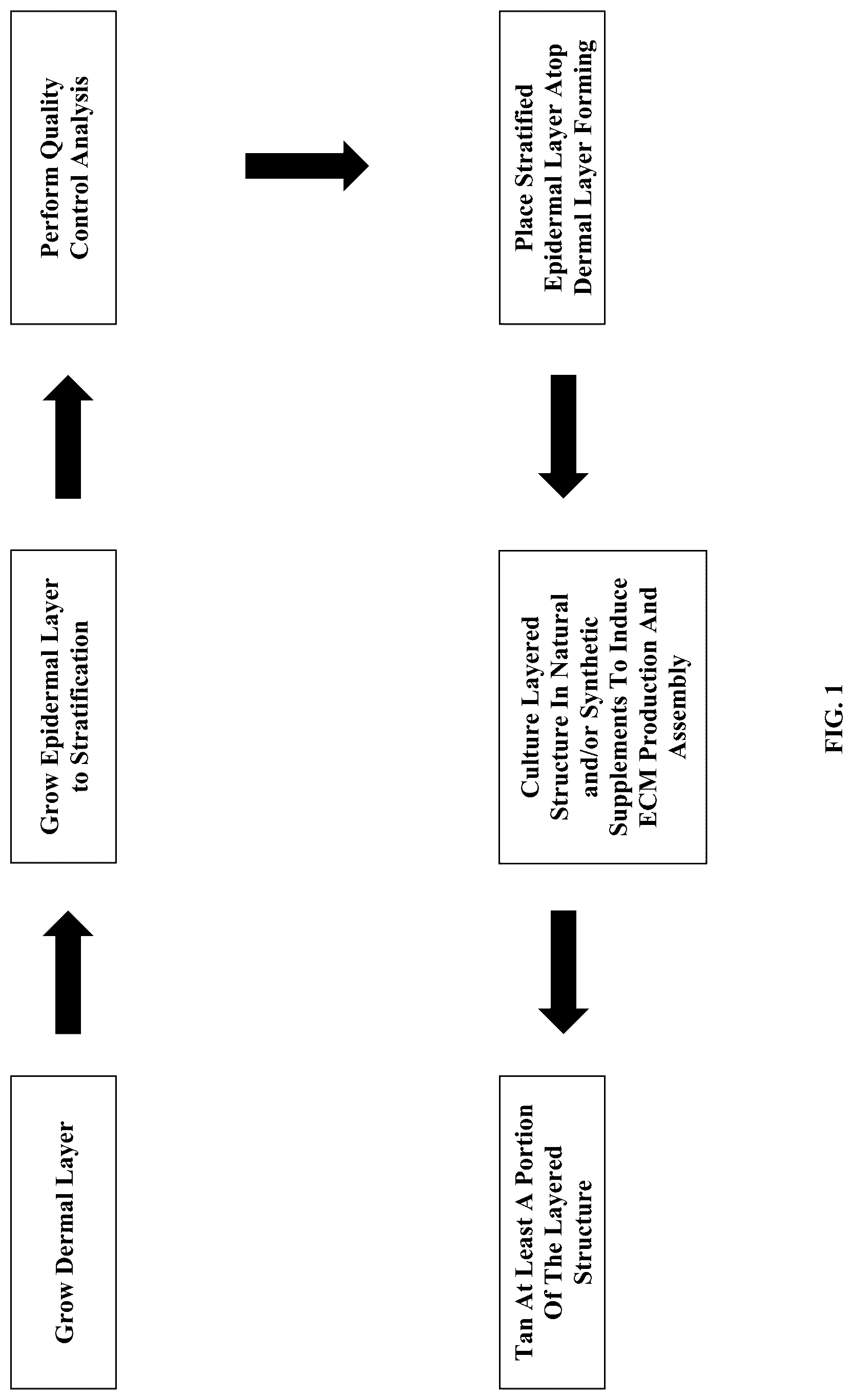 Patent US12410317 — Engineered skin equivalent, method of manufacture thereof and products derived therefrom — Figure 1