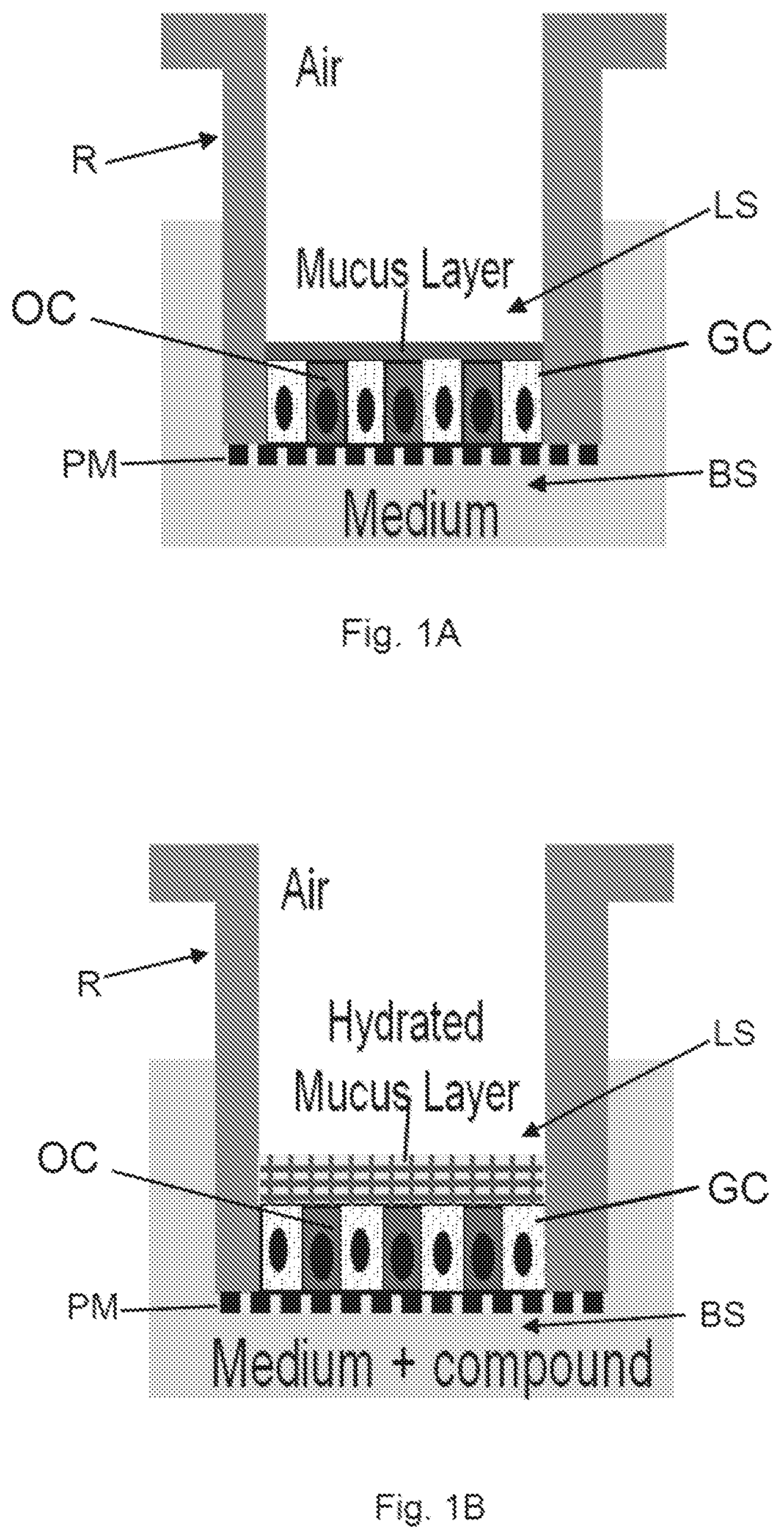 Patent US12410391 — In vitro cell culture mucus systems — Figure 1