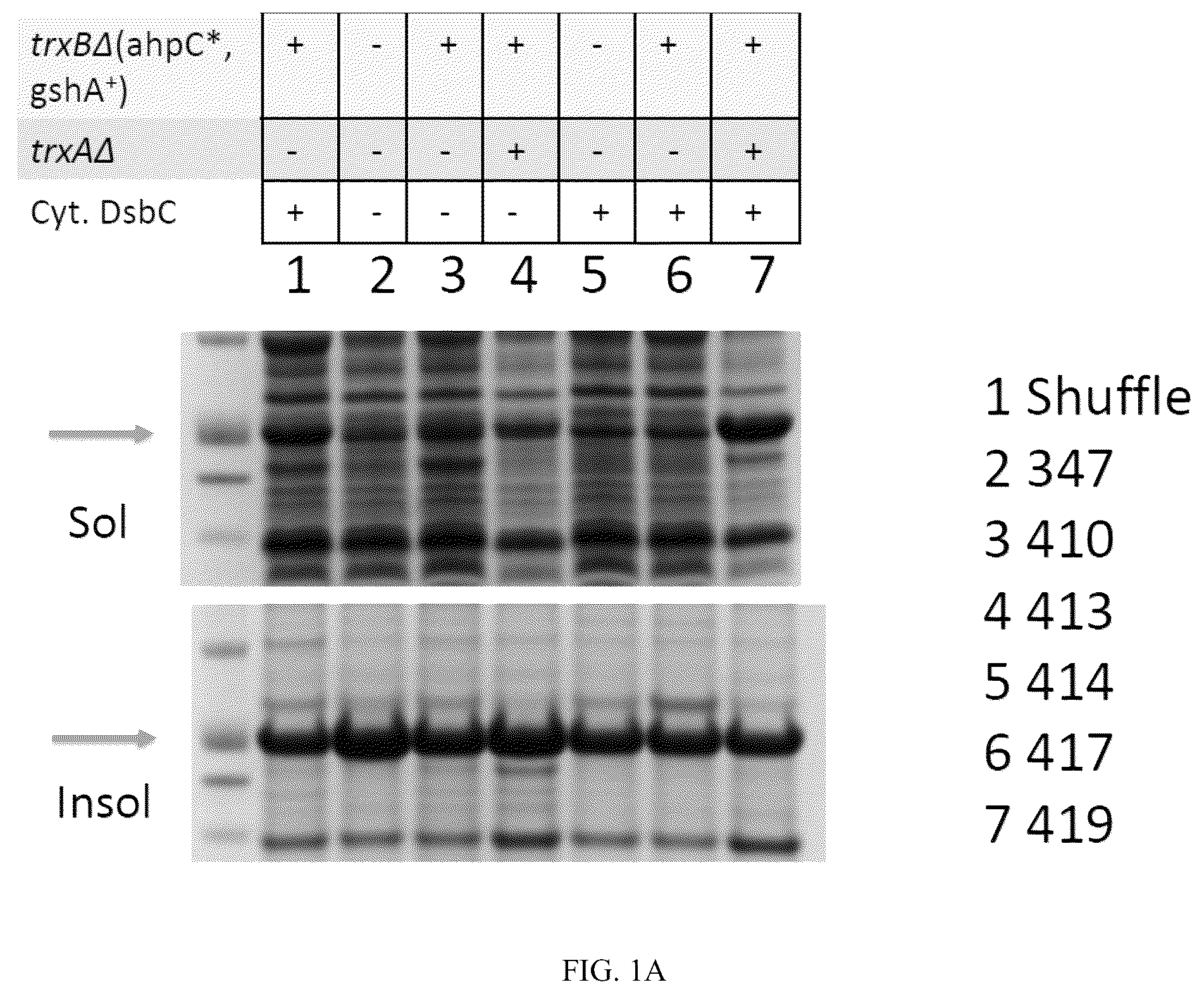 Patent US12410393 Figure 1 – E. coli strains having an oxidative cytoplasm