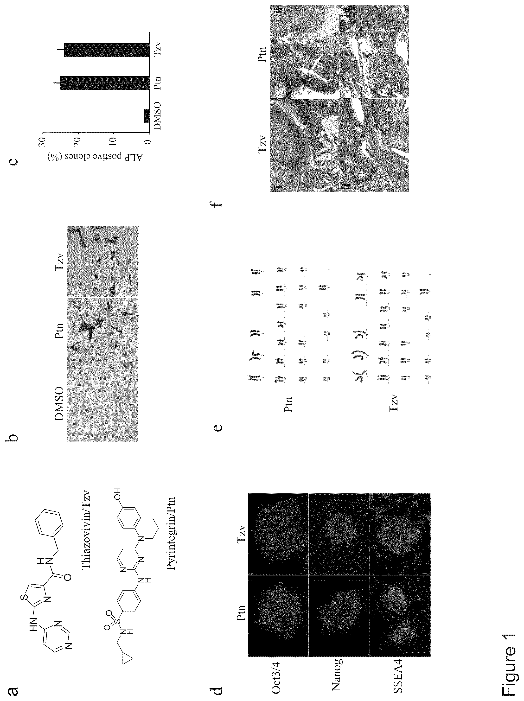 Patent US12410397 — Methods of enhancing cell survival of stem cells — Figure 1