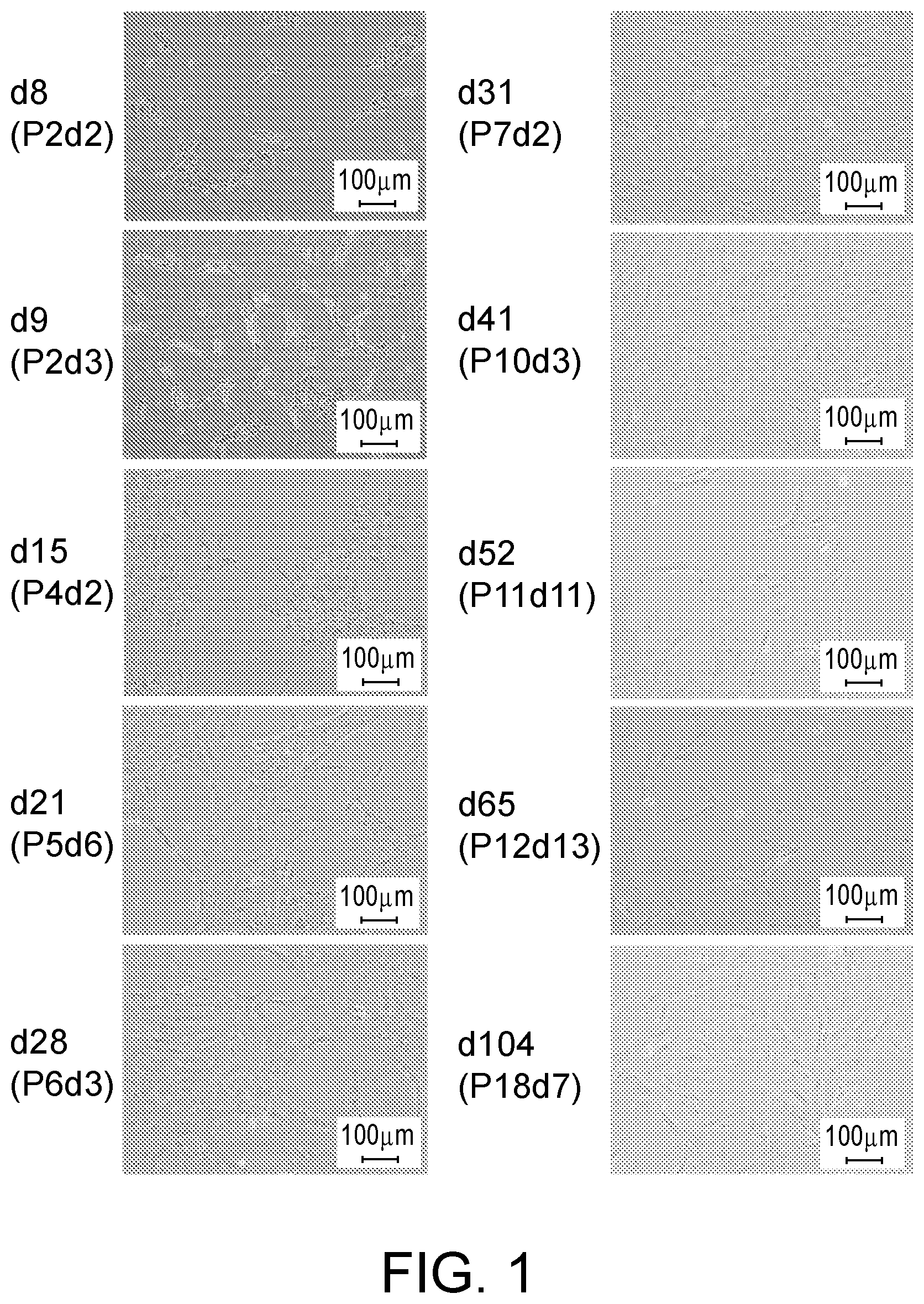 Patent US12410399 Figure 1 – Compositions and methods for treating retinal diseases