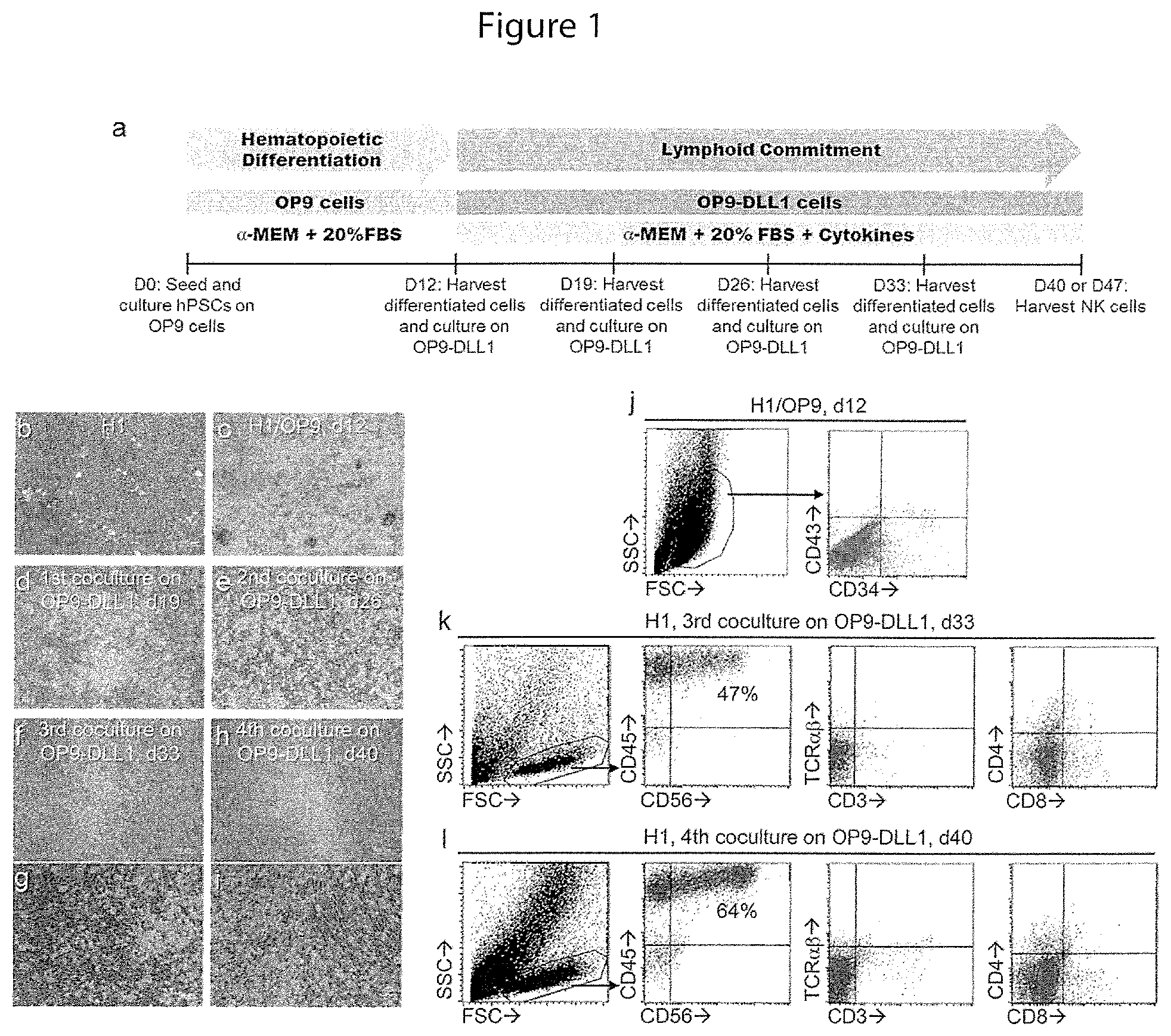 Patent US12410400 — Methods for generating mimetic innate immune cells from pluripotent stem cells — Figure 1