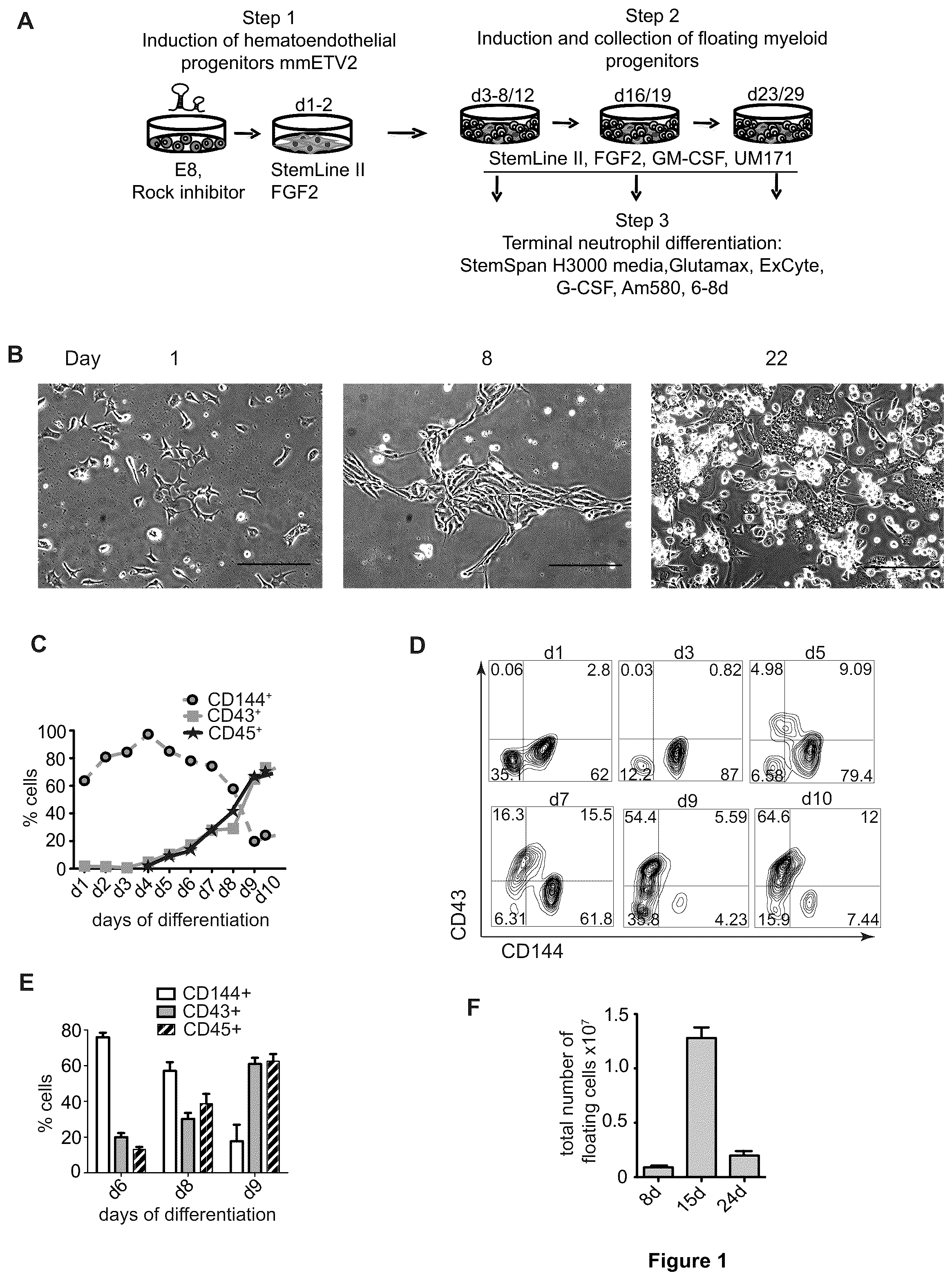 Patent US12410401 Figure 1 – Generation of functional neutrophils and macrophages from induced pluripotent stem cells in chemically defined conditions using transient expression of ETV2