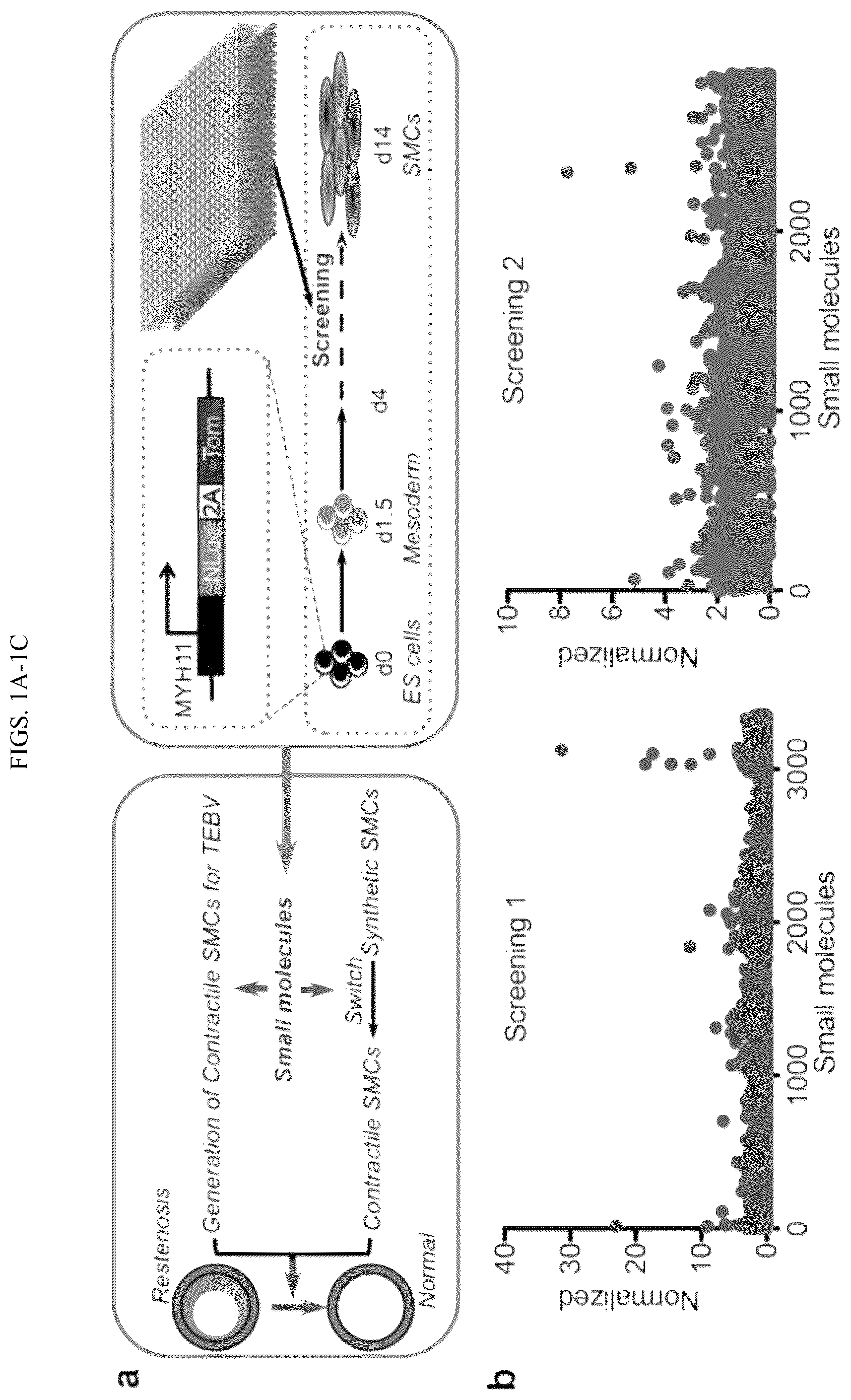 Patent US12410404 — Human pluripotent stem cell-based screening for smooth muscle cell differentiation and disease — Figure 1