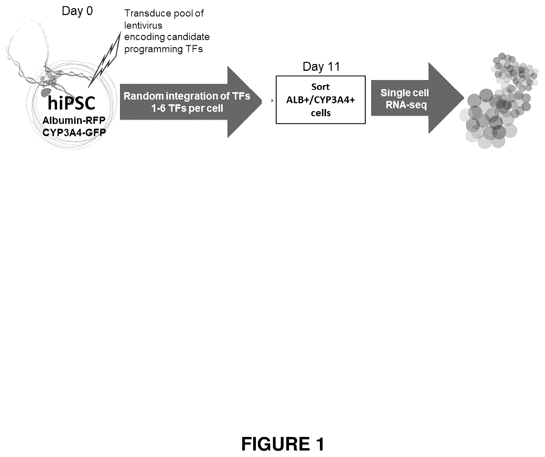 Patent US12410406 Figure 1 – Method of generating hepatic cells