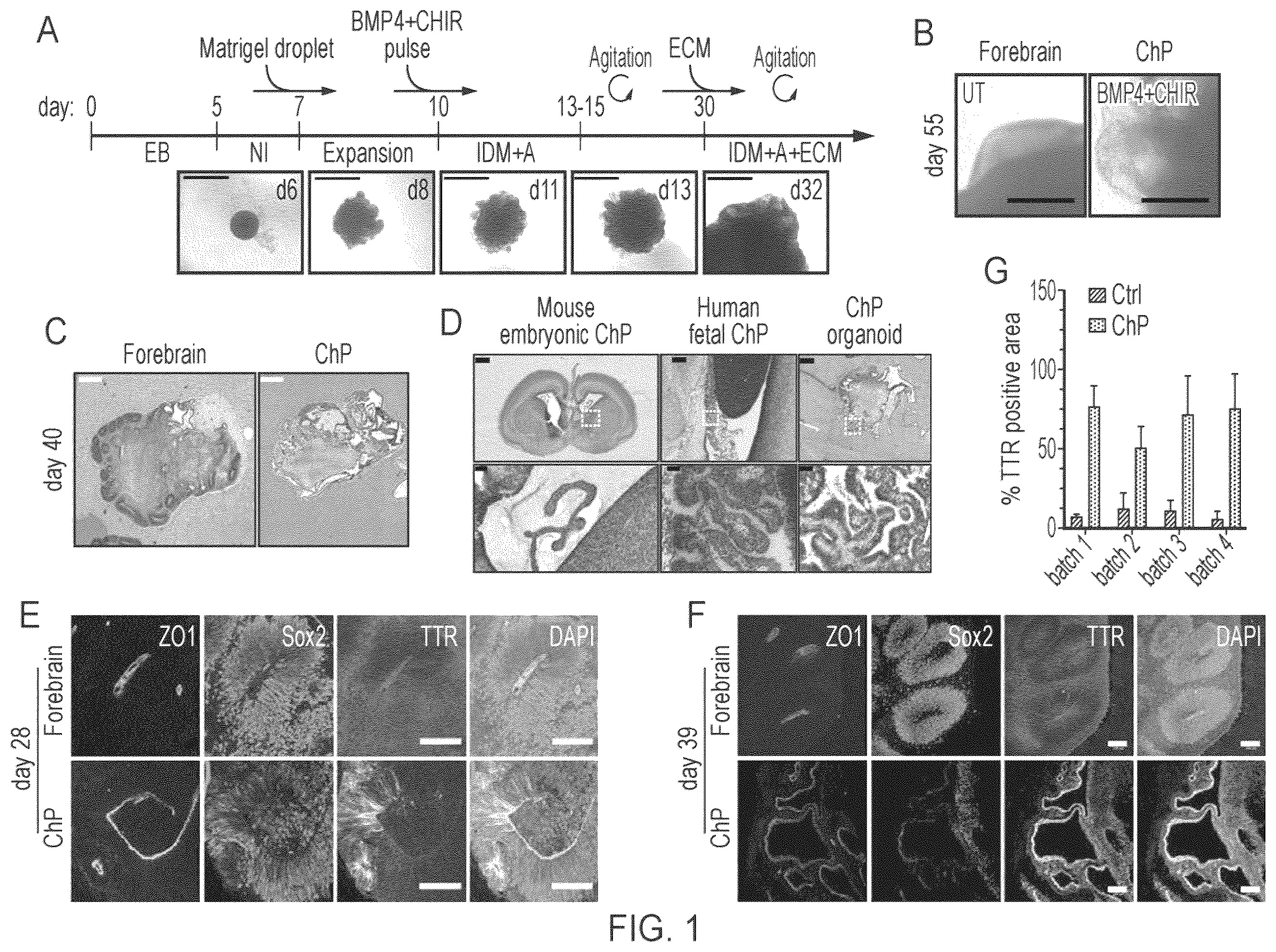 Patent US12410407 — Choroid plexus organoids and methods for production thereof — Figure 1