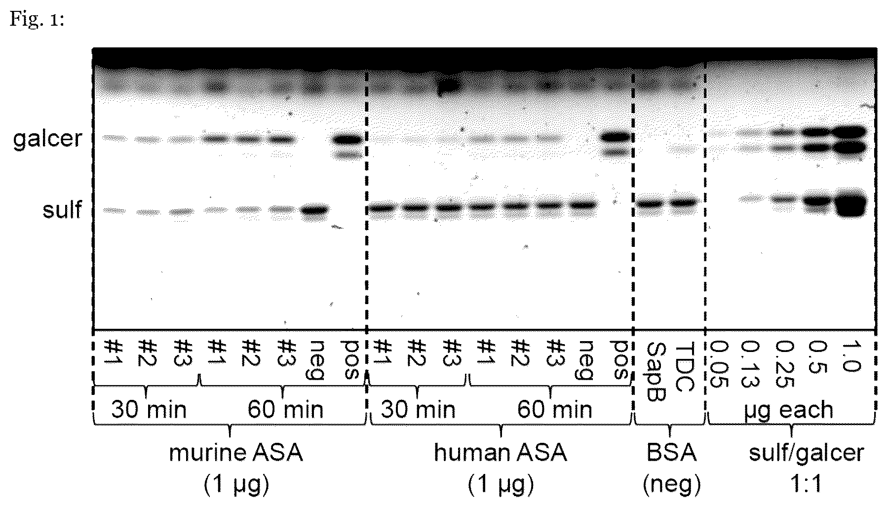 Patent US12410415 Figure 1 – Mutated arylsulfatase a