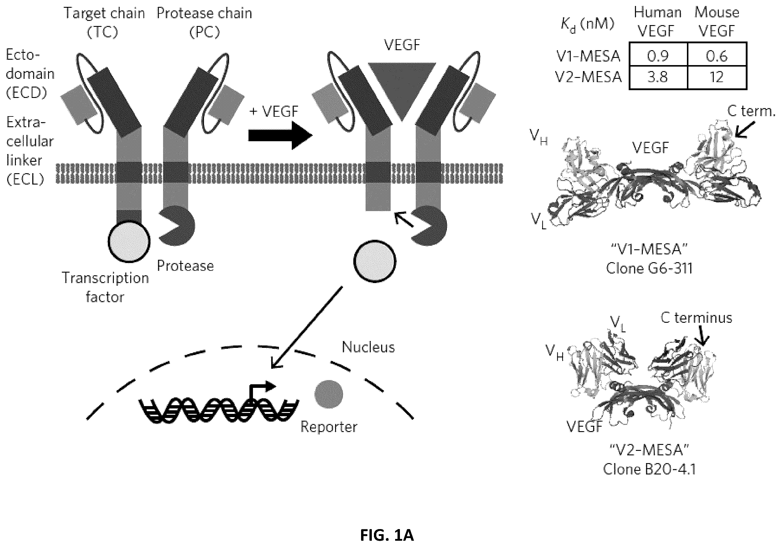 Patent US12410417 Figure 1 – Modular extracellular sensor architecture for regulating genes