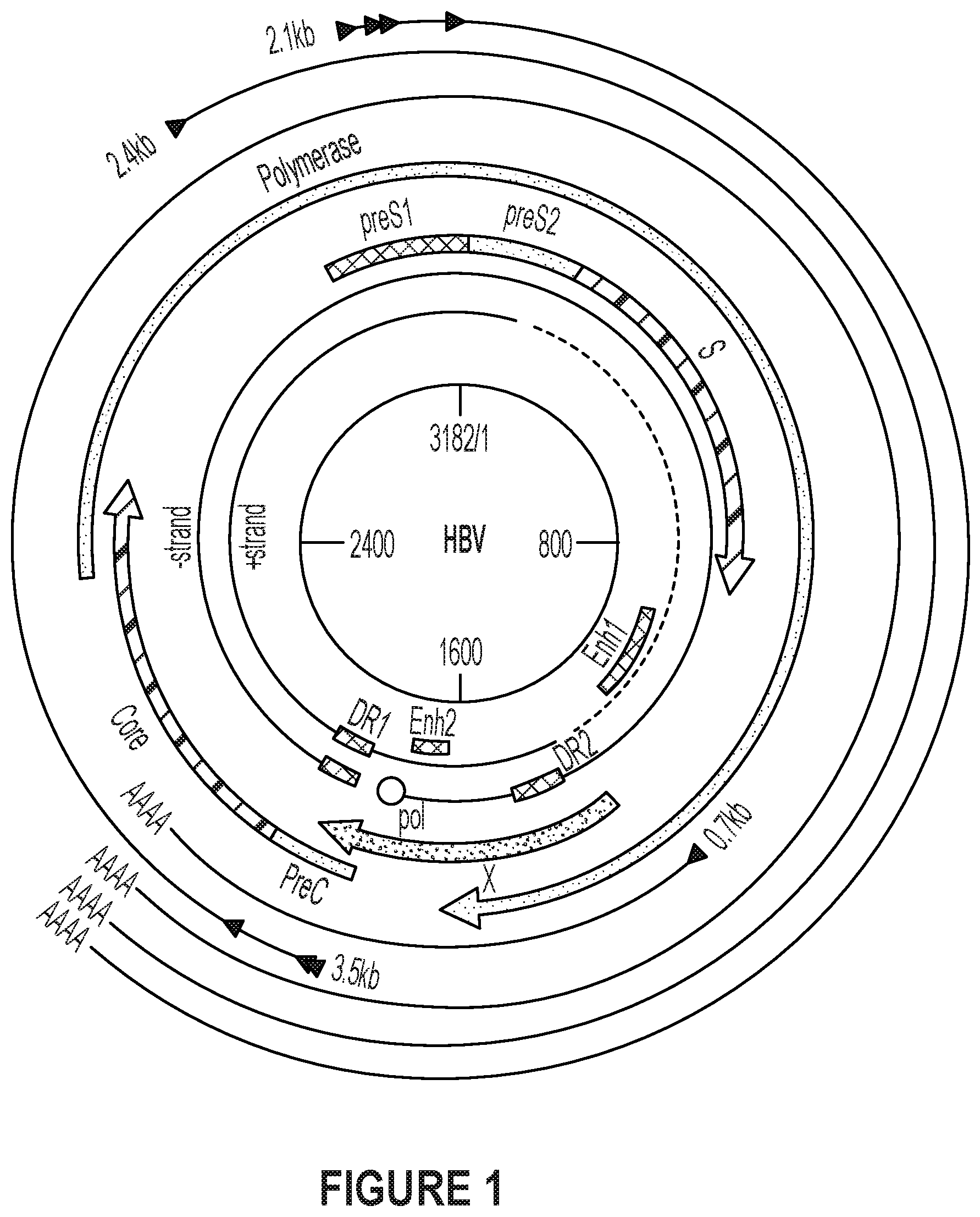 Patent US12410418 — Optimized engineered meganucleases having specificity for a recognition sequence in the Hepatitis B virus genome — Figure 1