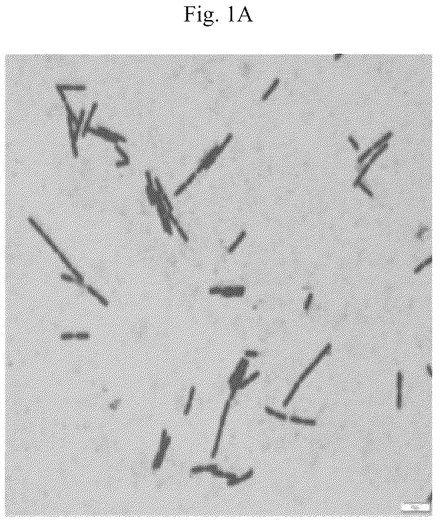 Patent US12410421 — Keratinase composition — Figure 1